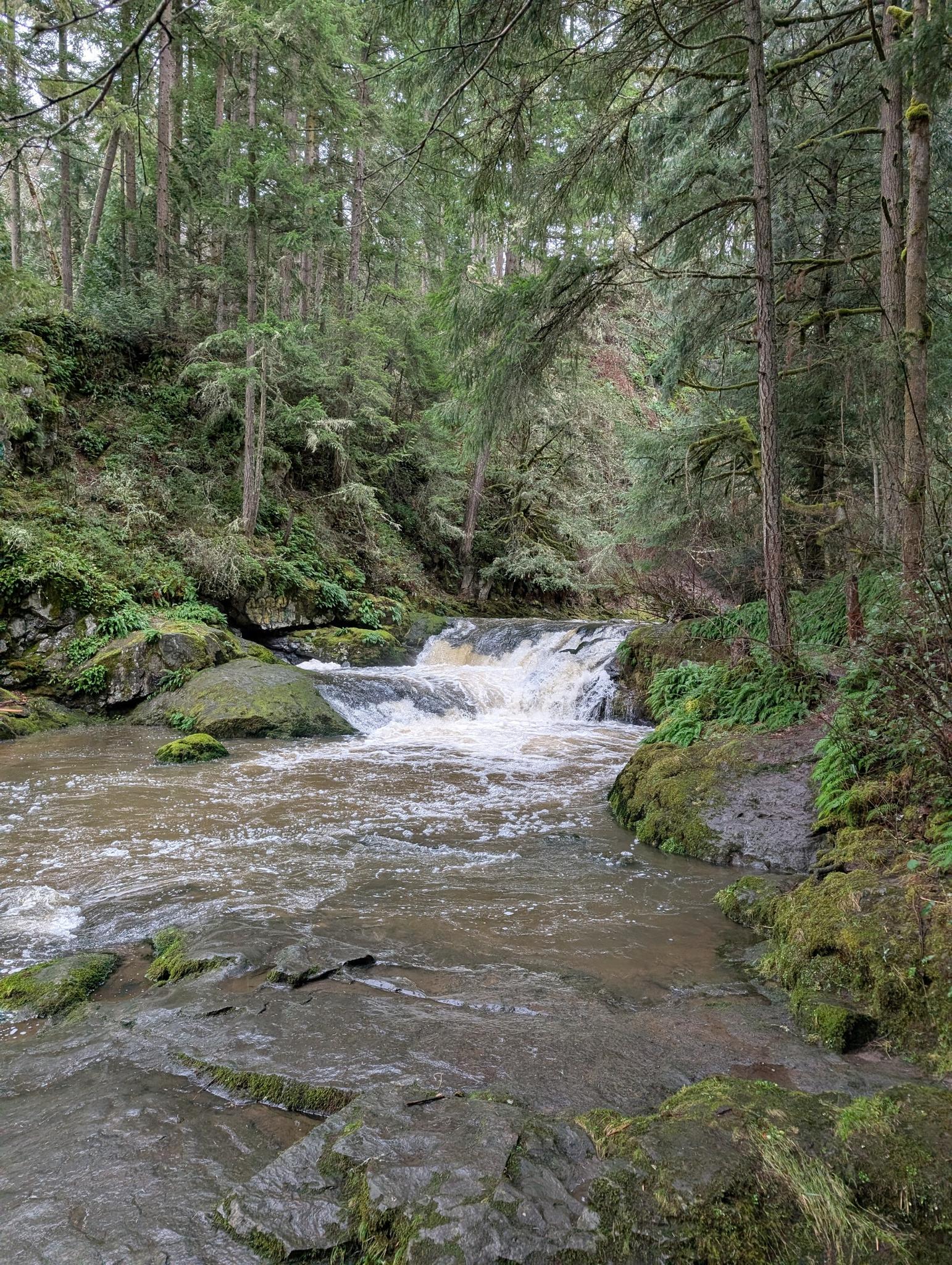 A shaded forest river with a small, foamy waterfall and mossy rocks.