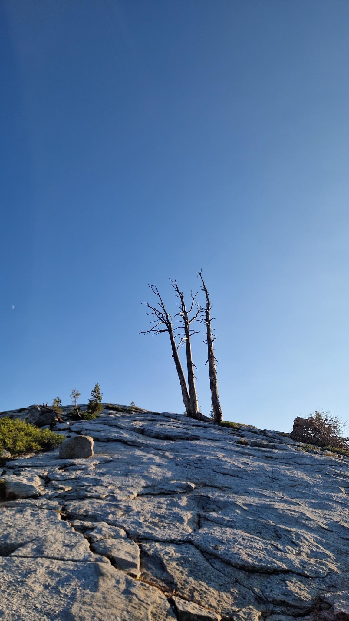 Three bare, dead trees stand on a sunlit rocky slope against a clear blue sky.