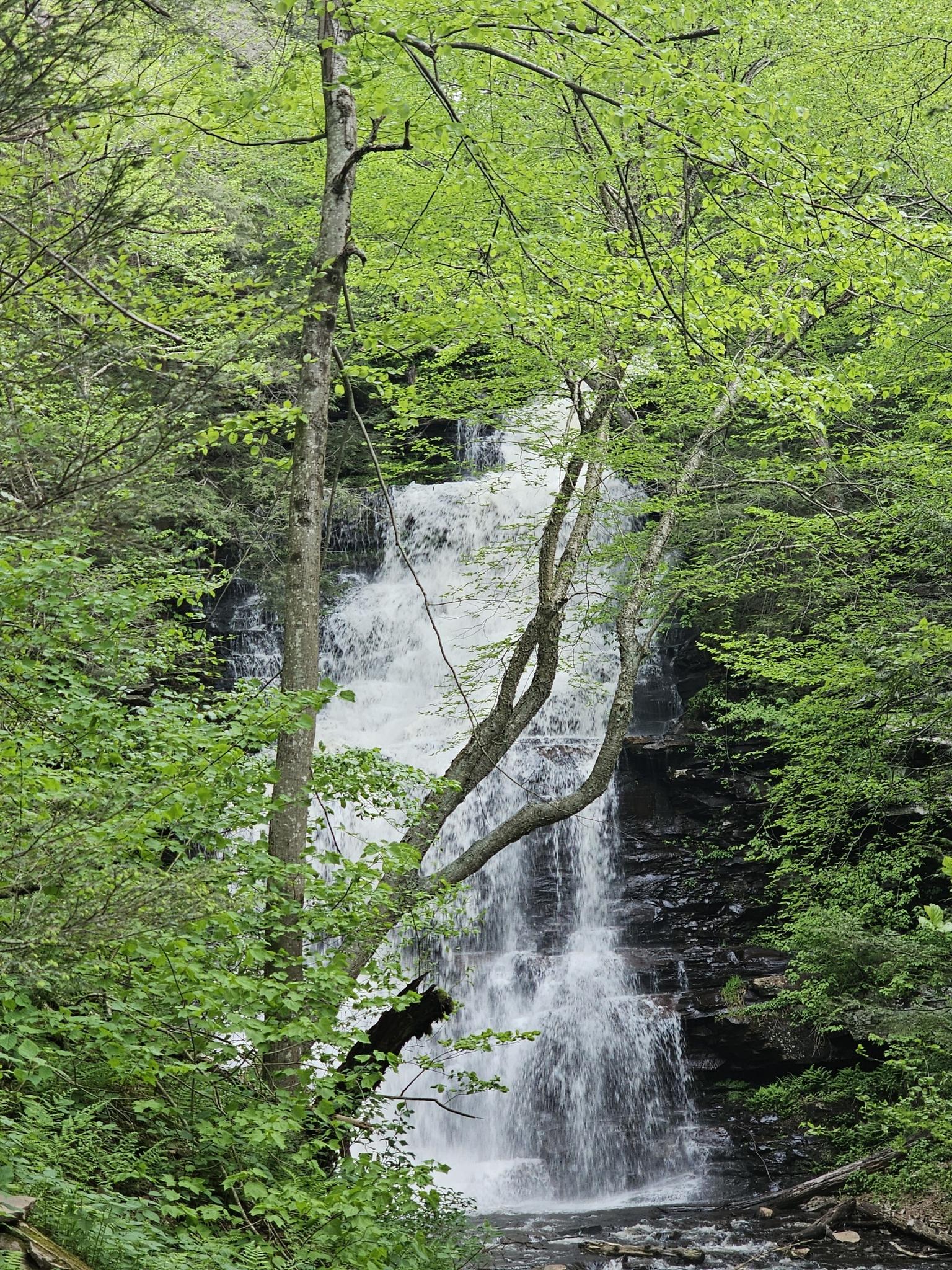 Tall waterfall framed by green trees and branches in a bright forest.