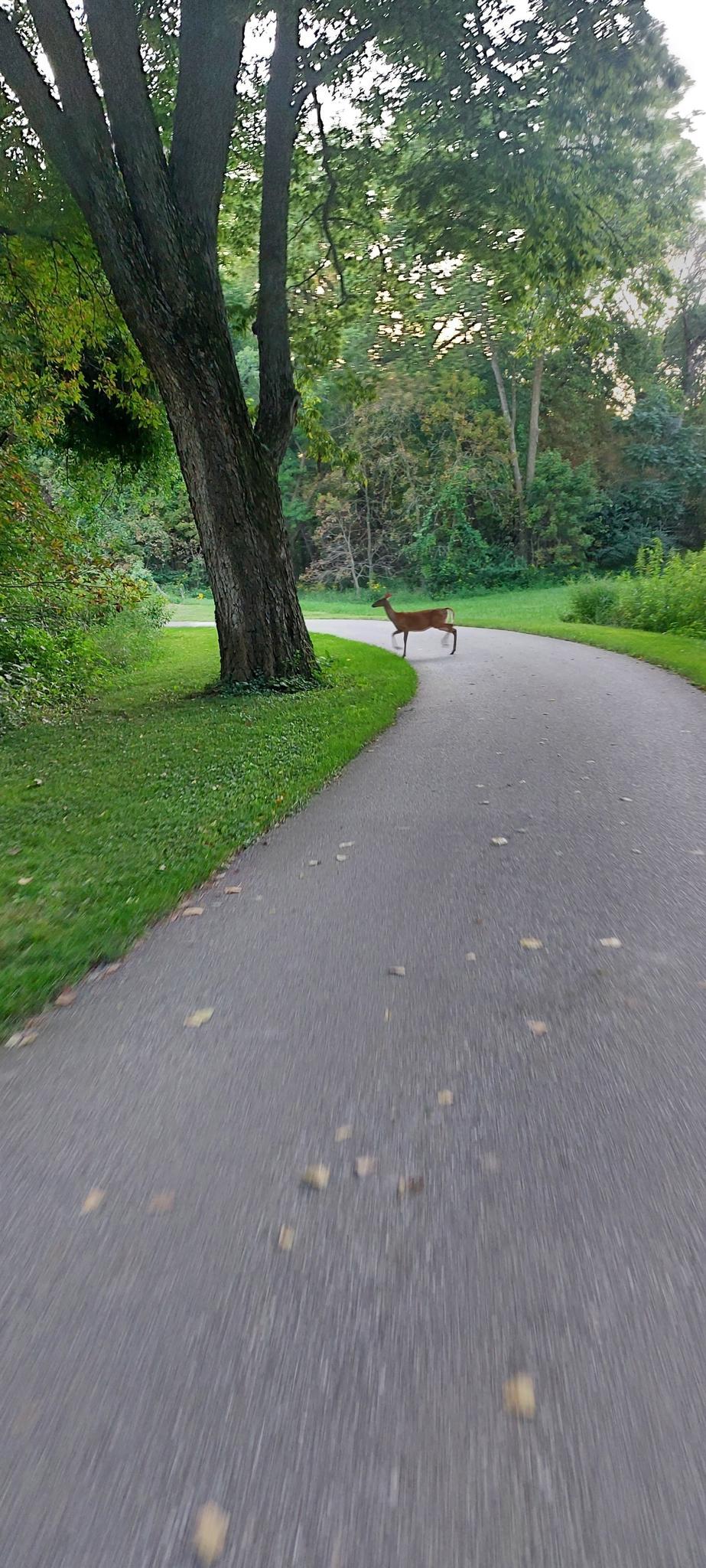 A deer stands on a paved path winding through a green, wooded area.