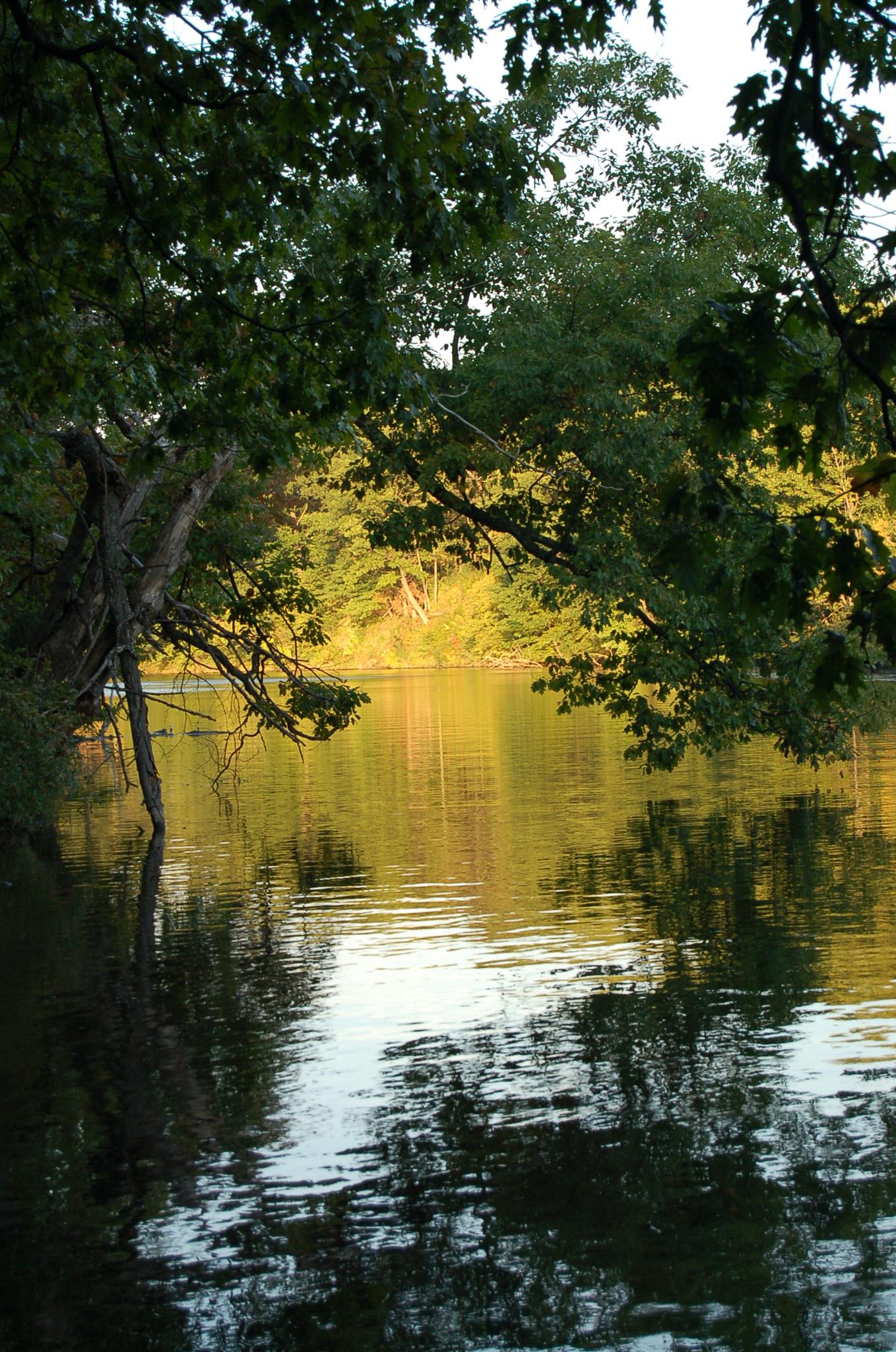 Dark water reflecting sunlit trees, with overhanging branches in the foreground.