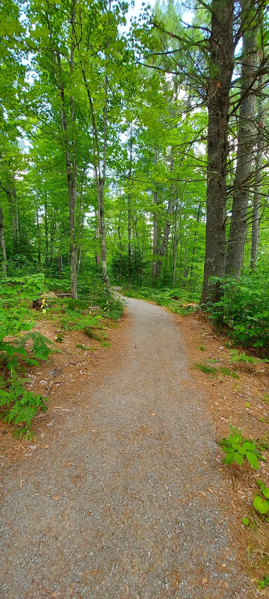 A sunlit dirt path winds through a dense, verdant forest.