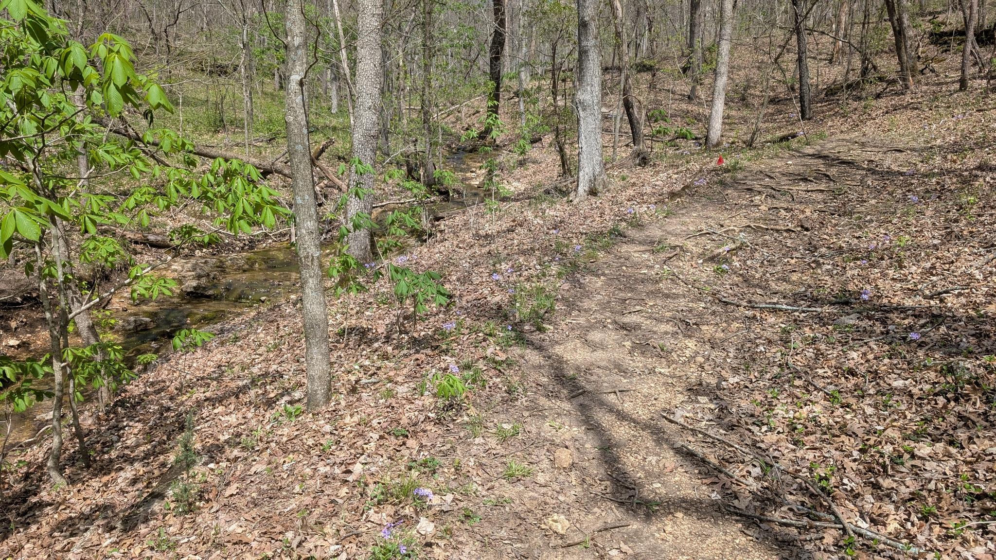 A sunlit dirt path winds through a forest next to a small stream.