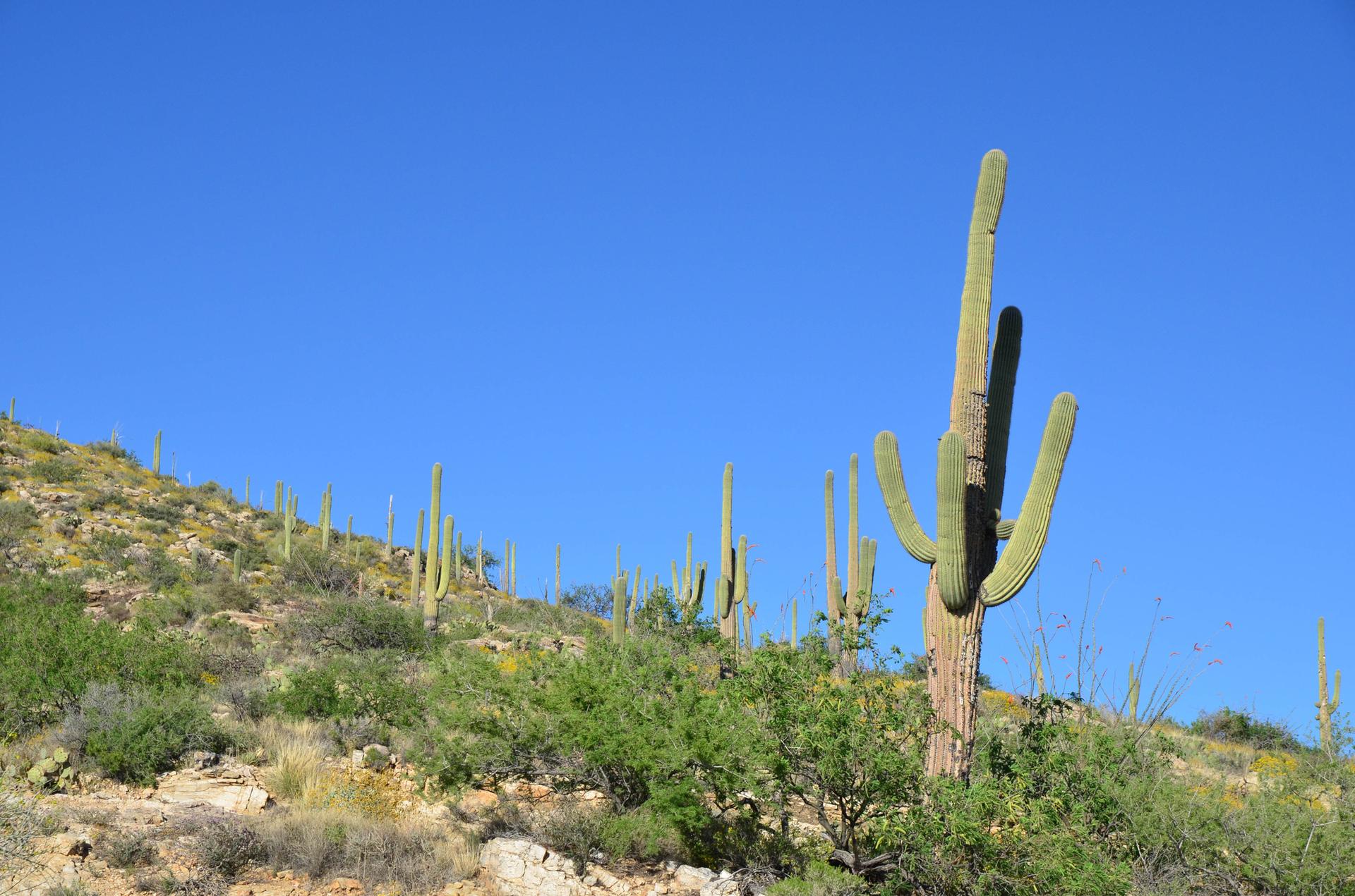 Bright desert hillside with saguaro cacti under a clear blue sky.