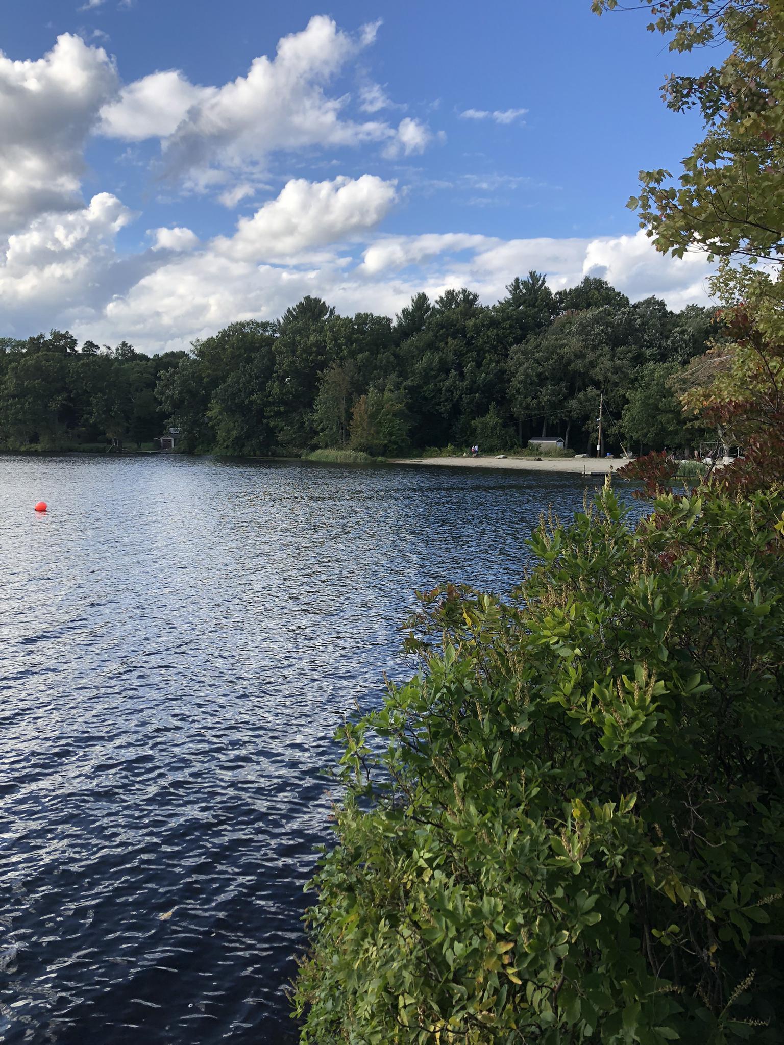 Calm lake with dense green trees under a bright, cloudy sky.