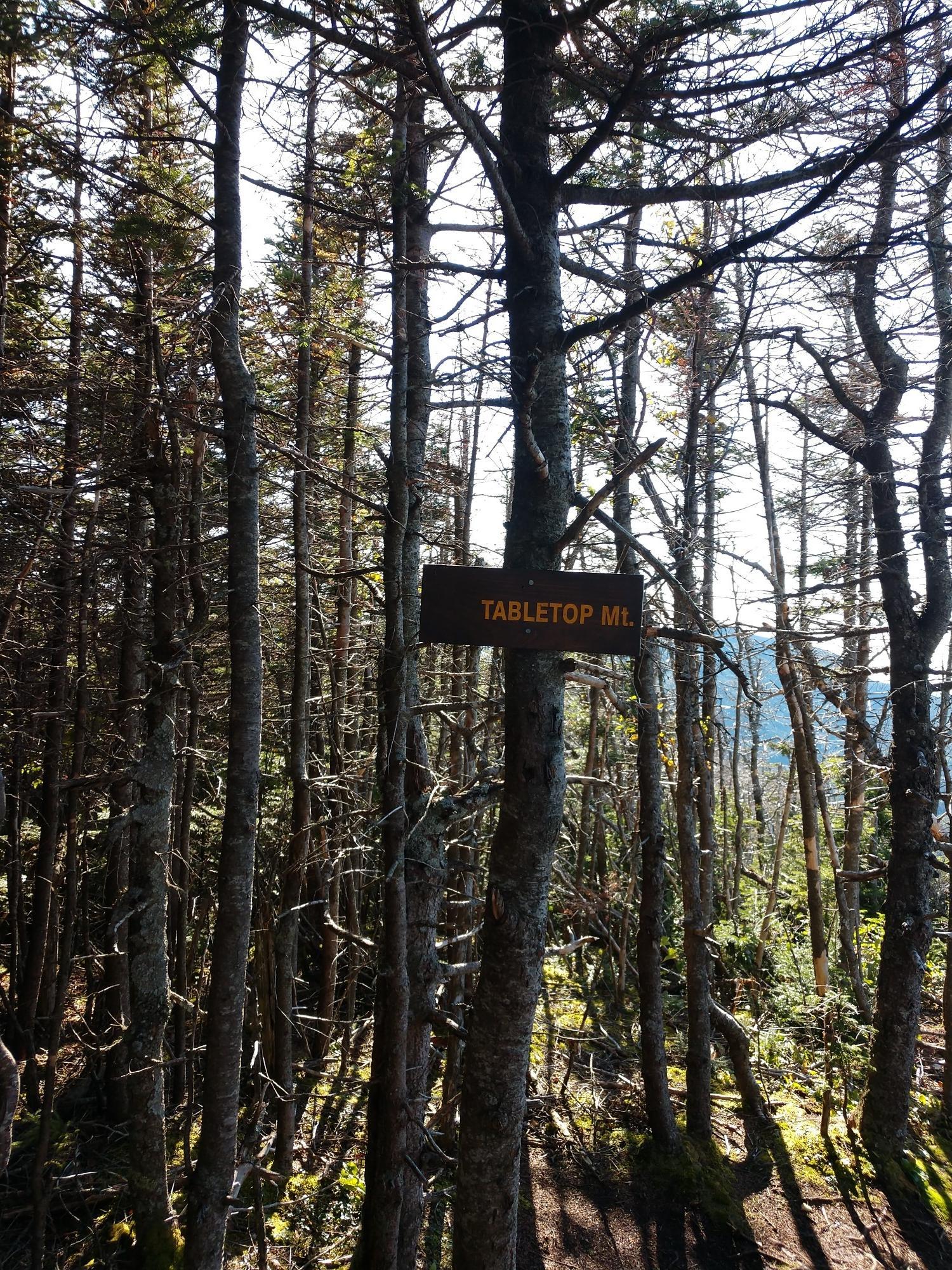 A wooden sign on a tree in a dense, sunlit forest.