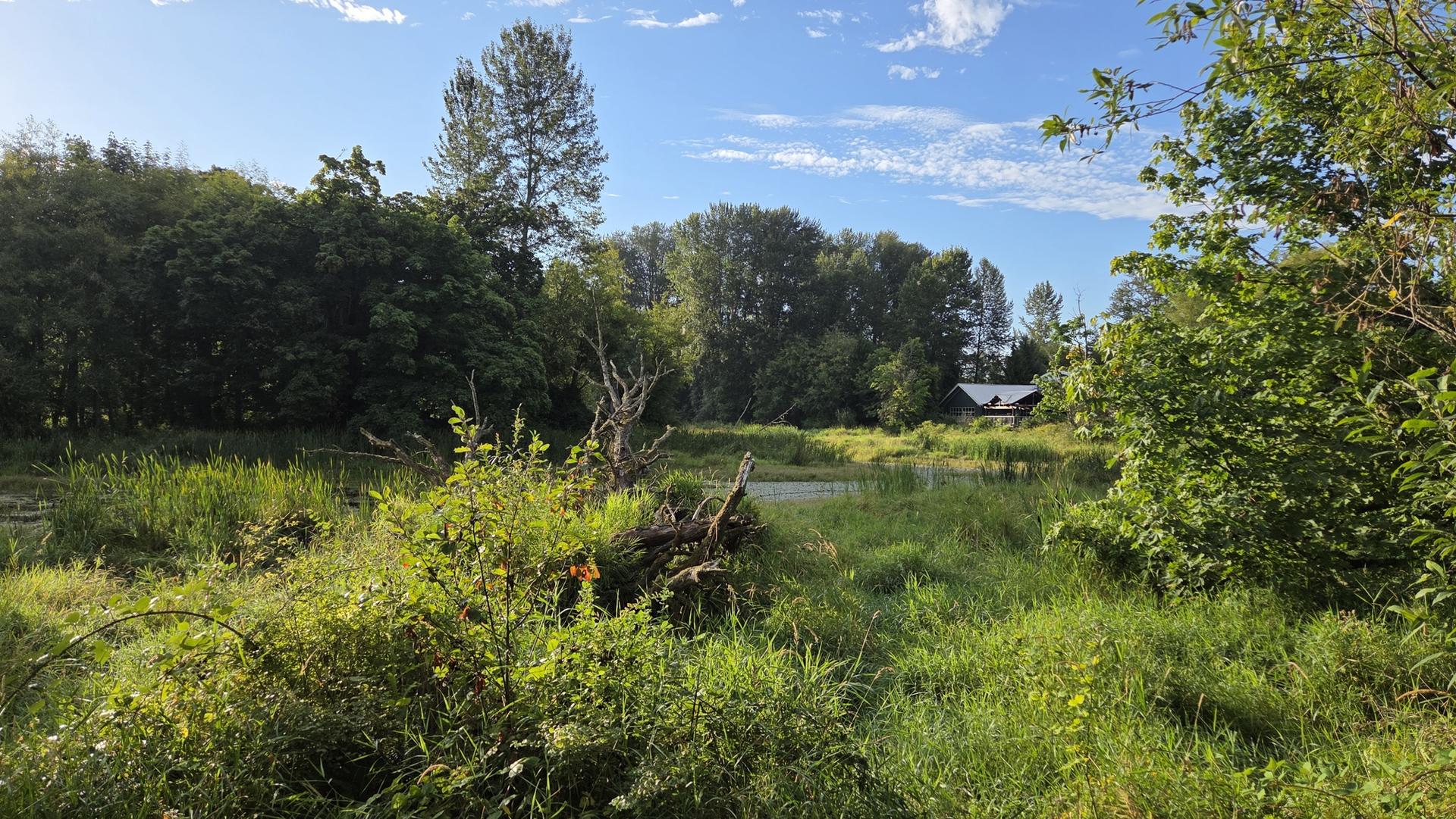 Sunny wetland with tall green grass, trees, and a distant building.