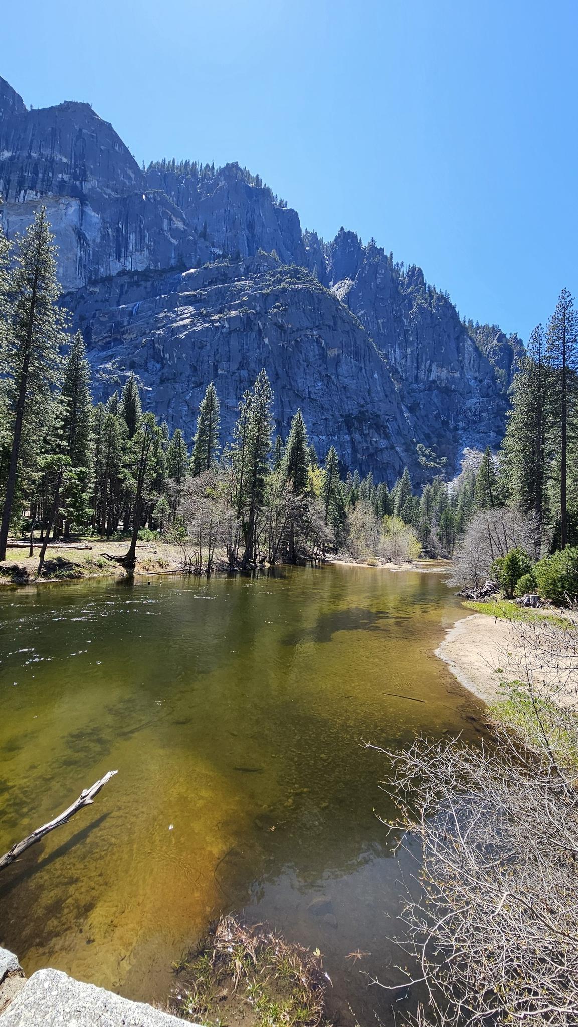 A wide river flows past pine trees and towering mountains under a clear sky.