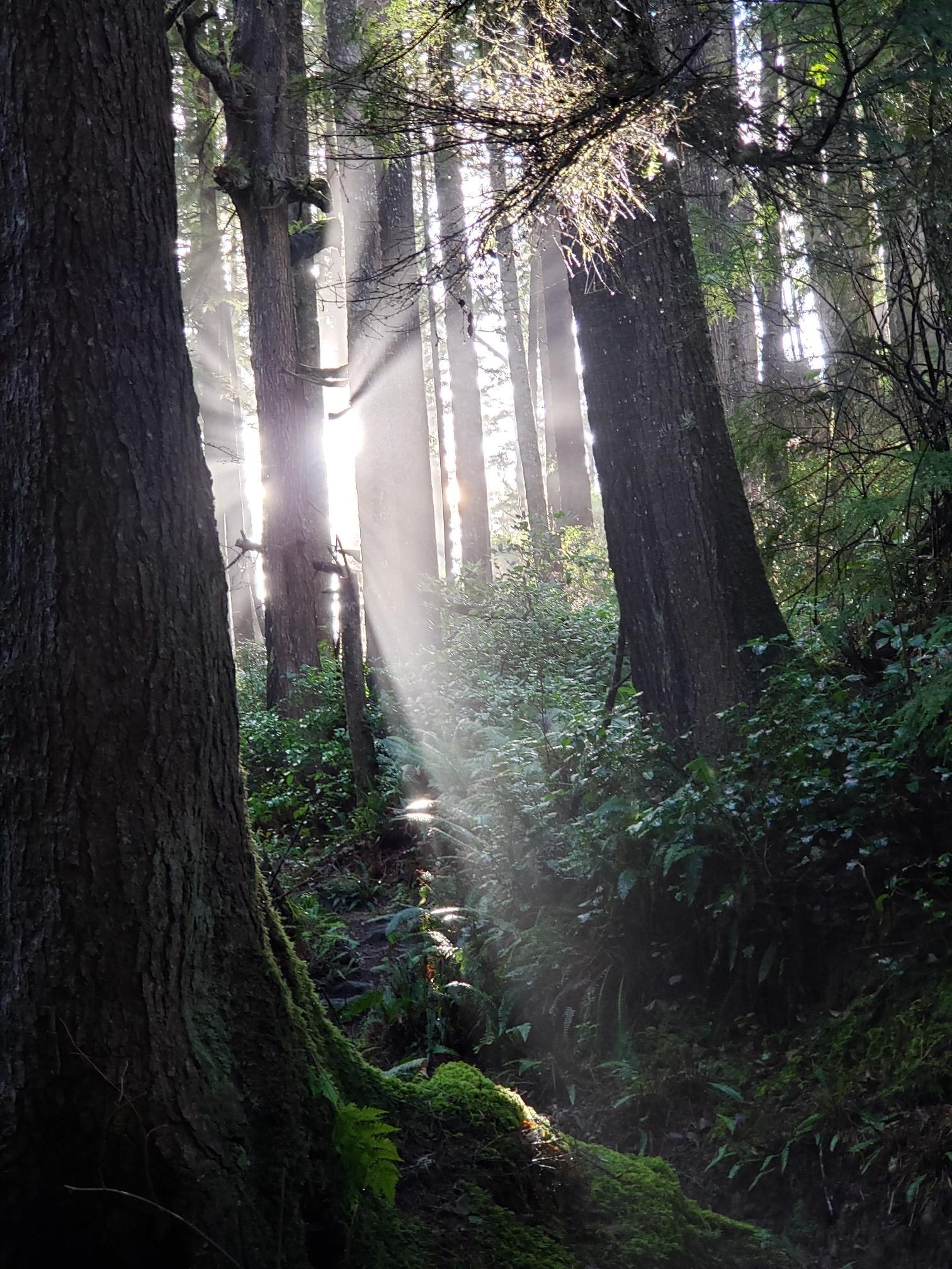 Sunbeams pierce through a dense, green forest with tall trees and mossy ground.