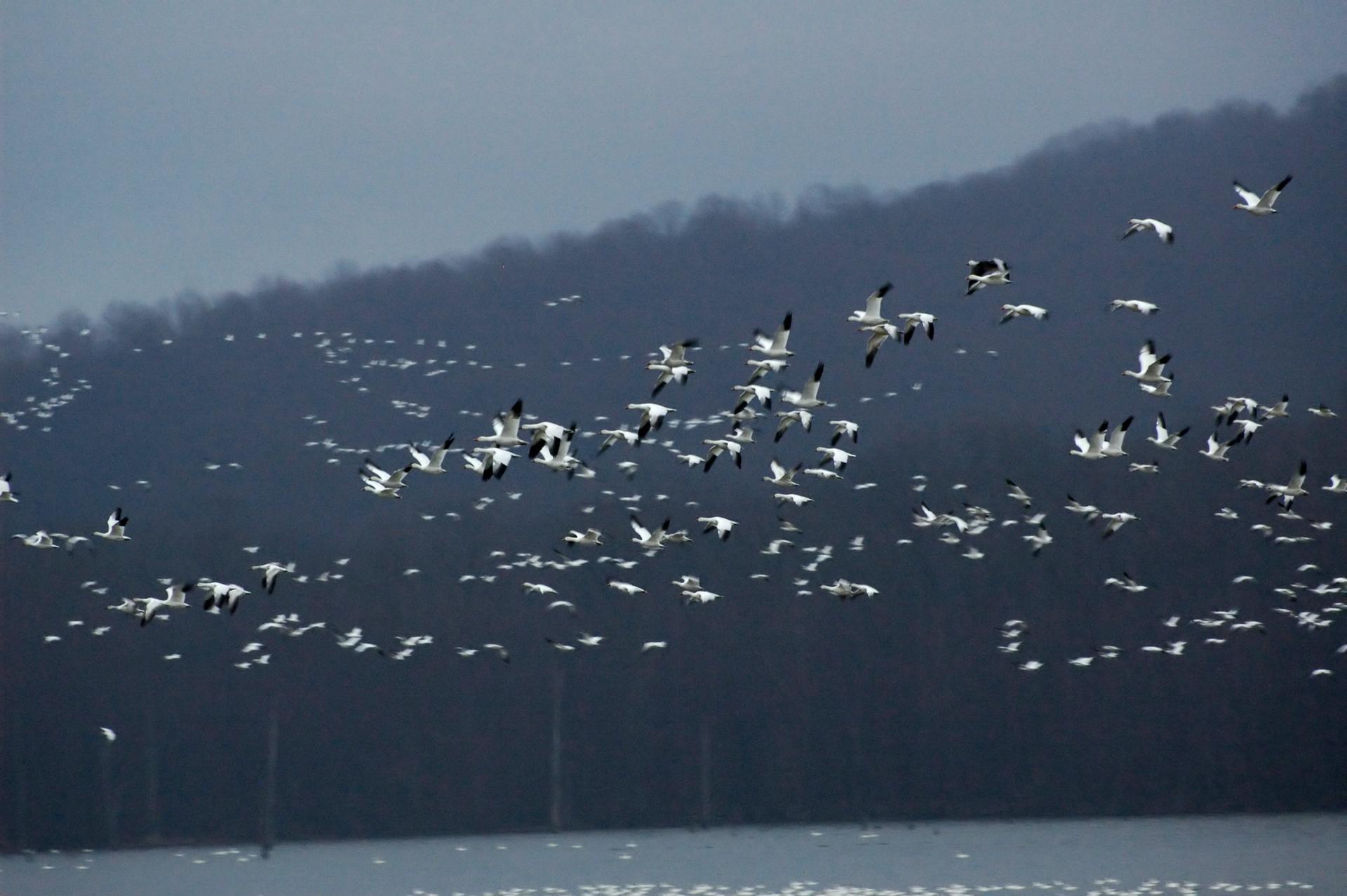 Large flock of white birds flying over water with dark hills.