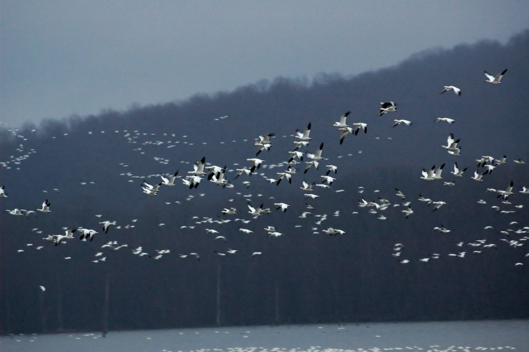 Large flock of white birds flying over water with dark hills. - Valley View, Spicebush, Explorer, and Elders Run Loop