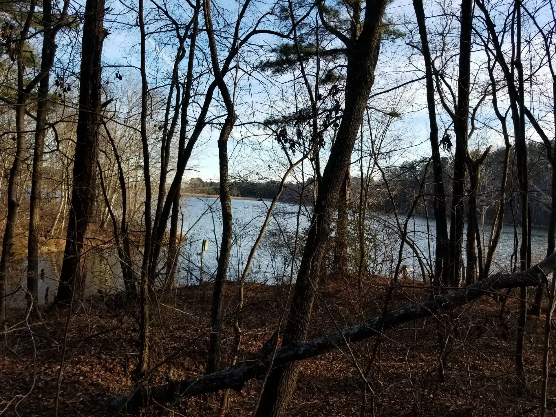 Glimpse of a calm lake through bare winter trees on a bright day.