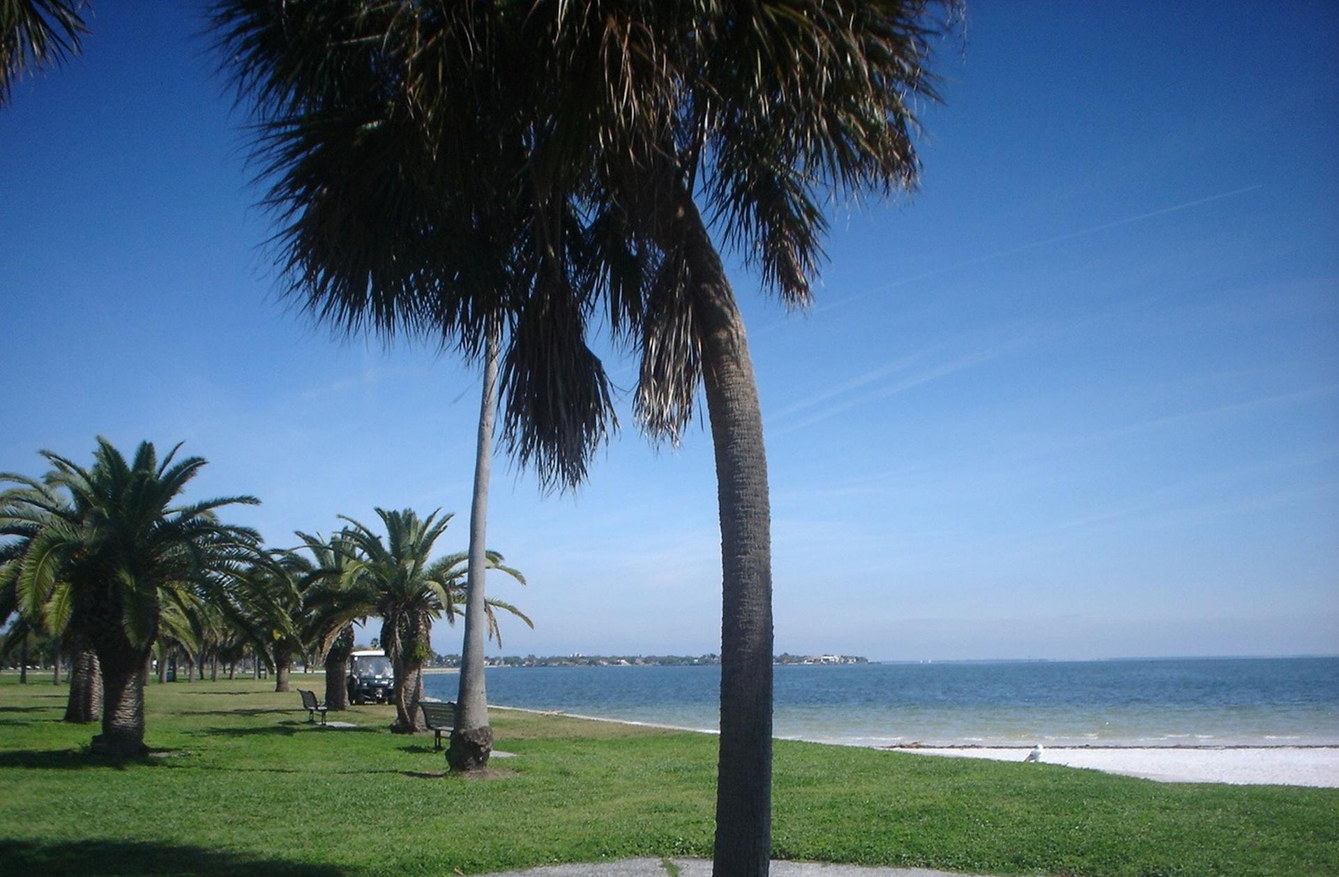 Sunny beach scene with palm trees, green grass, and calm ocean.