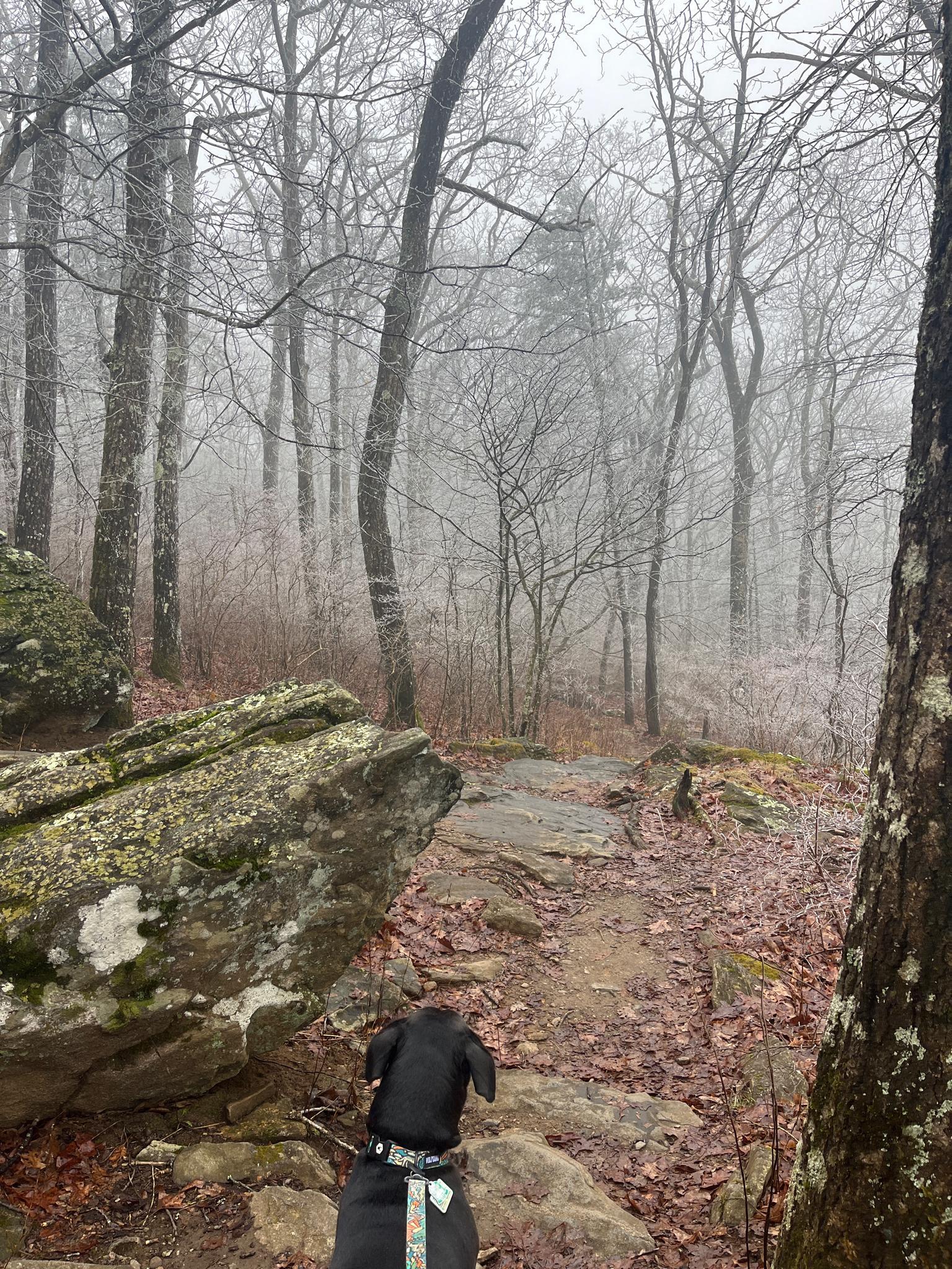 A black dog on a rocky, leaf-strewn path in a misty, bare forest.