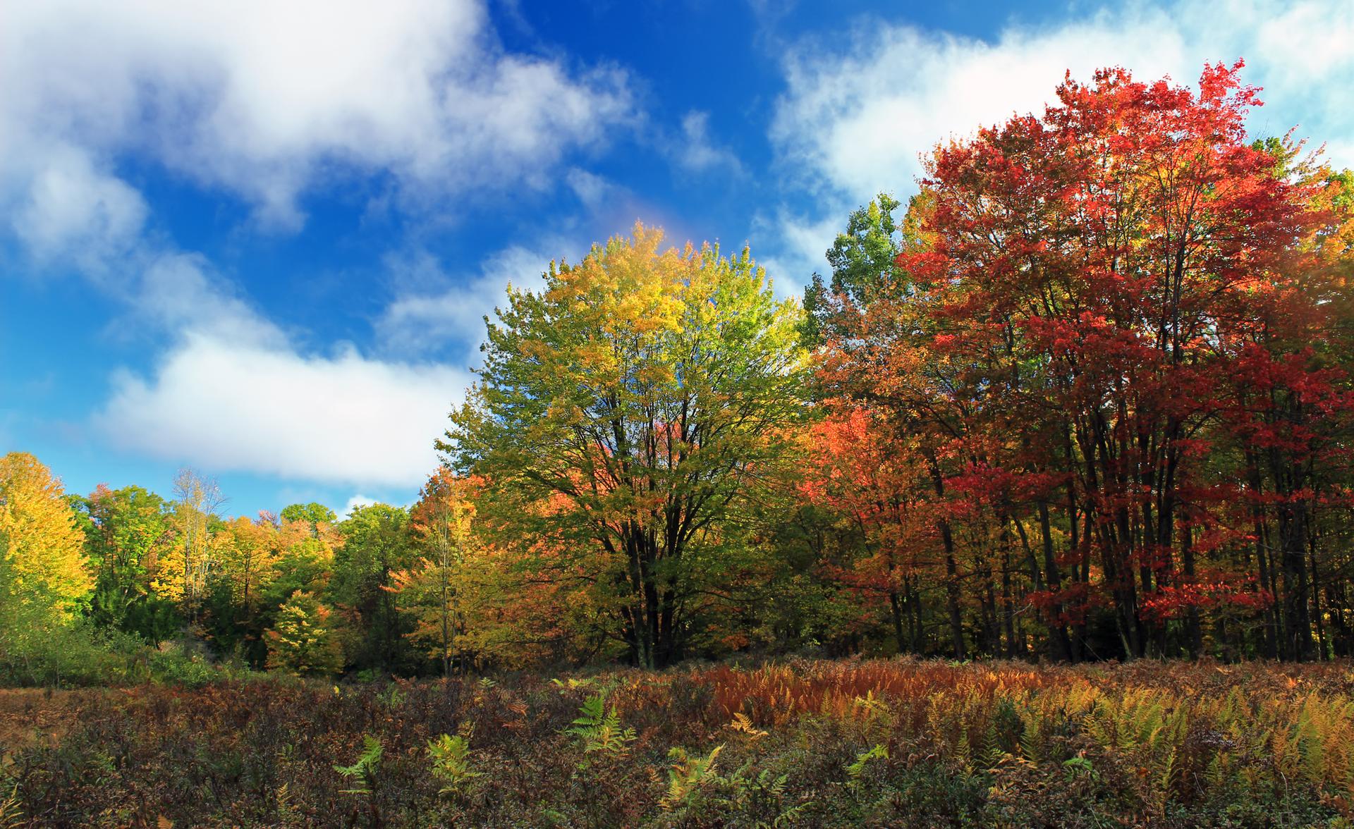 Bright autumn trees with red and yellow leaves under a blue sky.