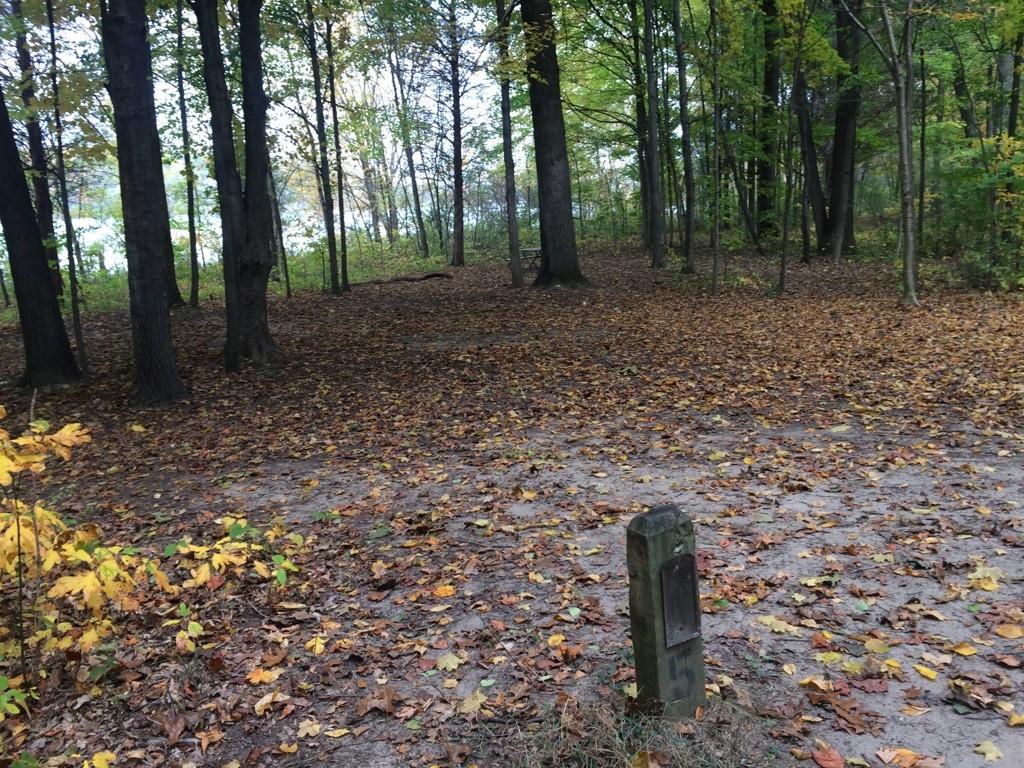 Forest floor covered in autumn leaves with a wooden marker and trees.