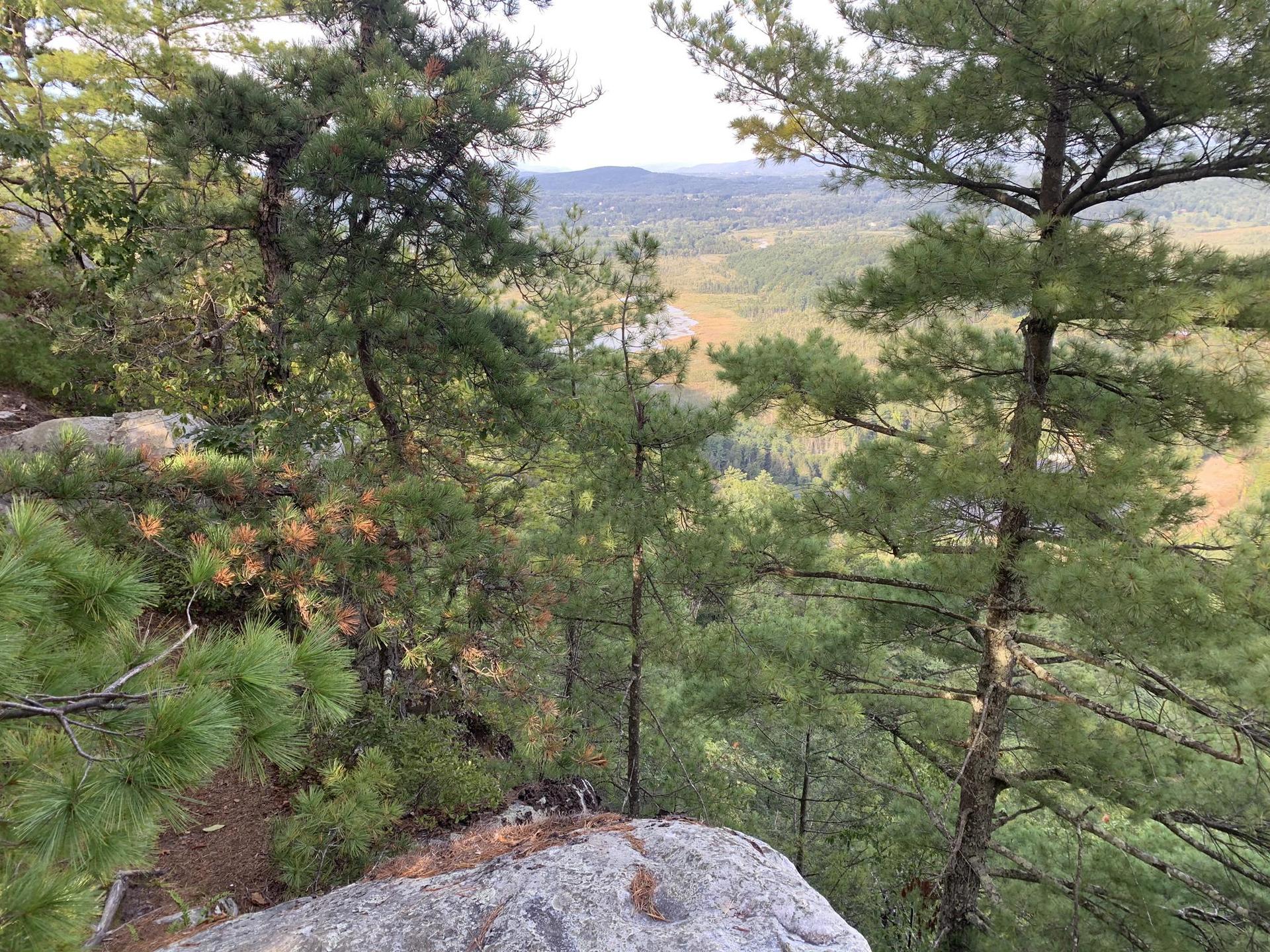 A view through pine trees overlooking a vast valley with varied foliage.