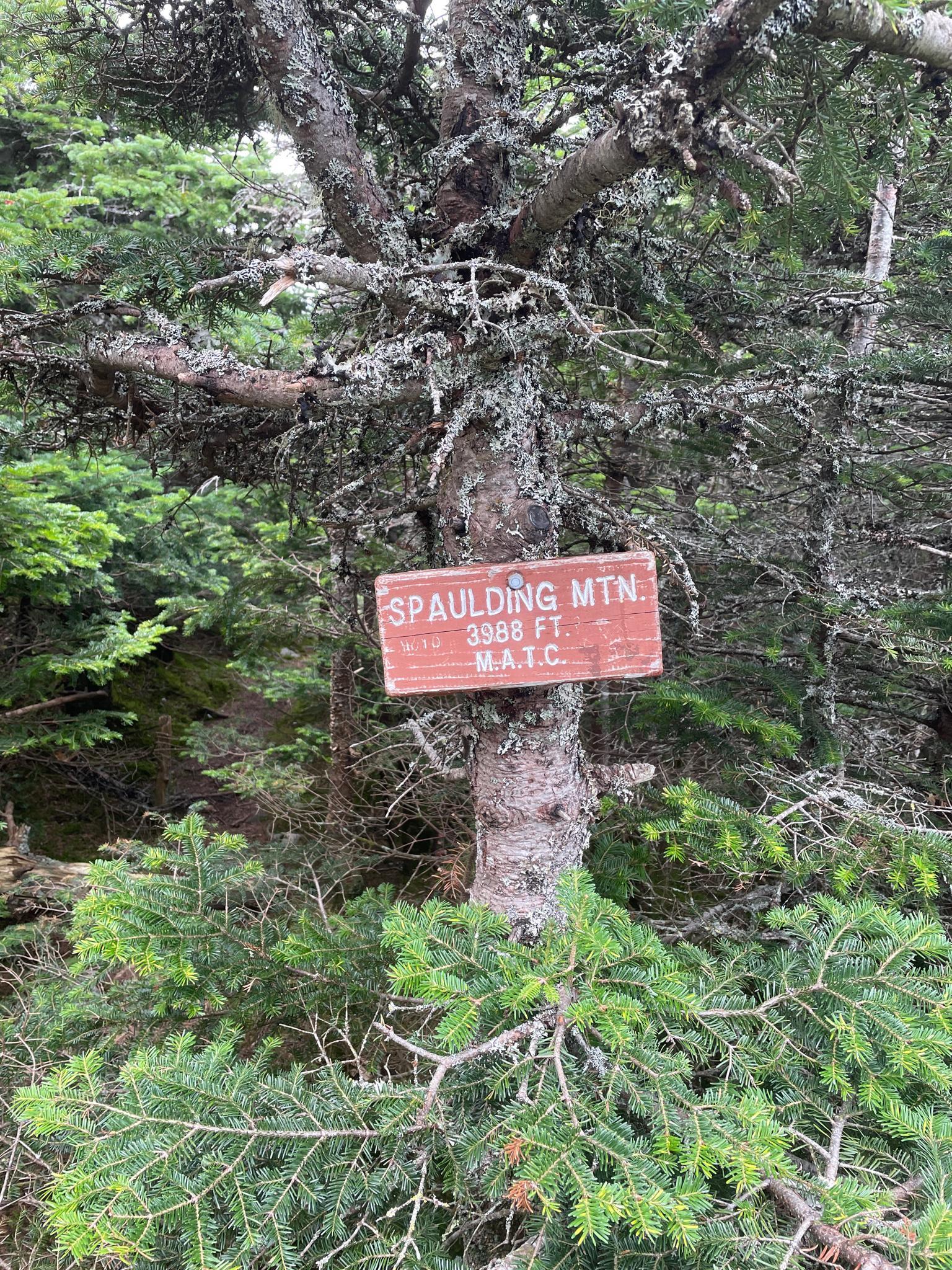 A weathered wooden sign attached to a tree trunk in a green forest.