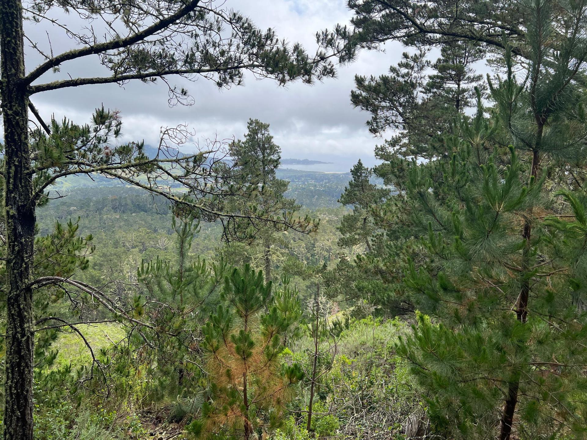 Panoramic view of a vast green forest and distant water under cloudy sky.