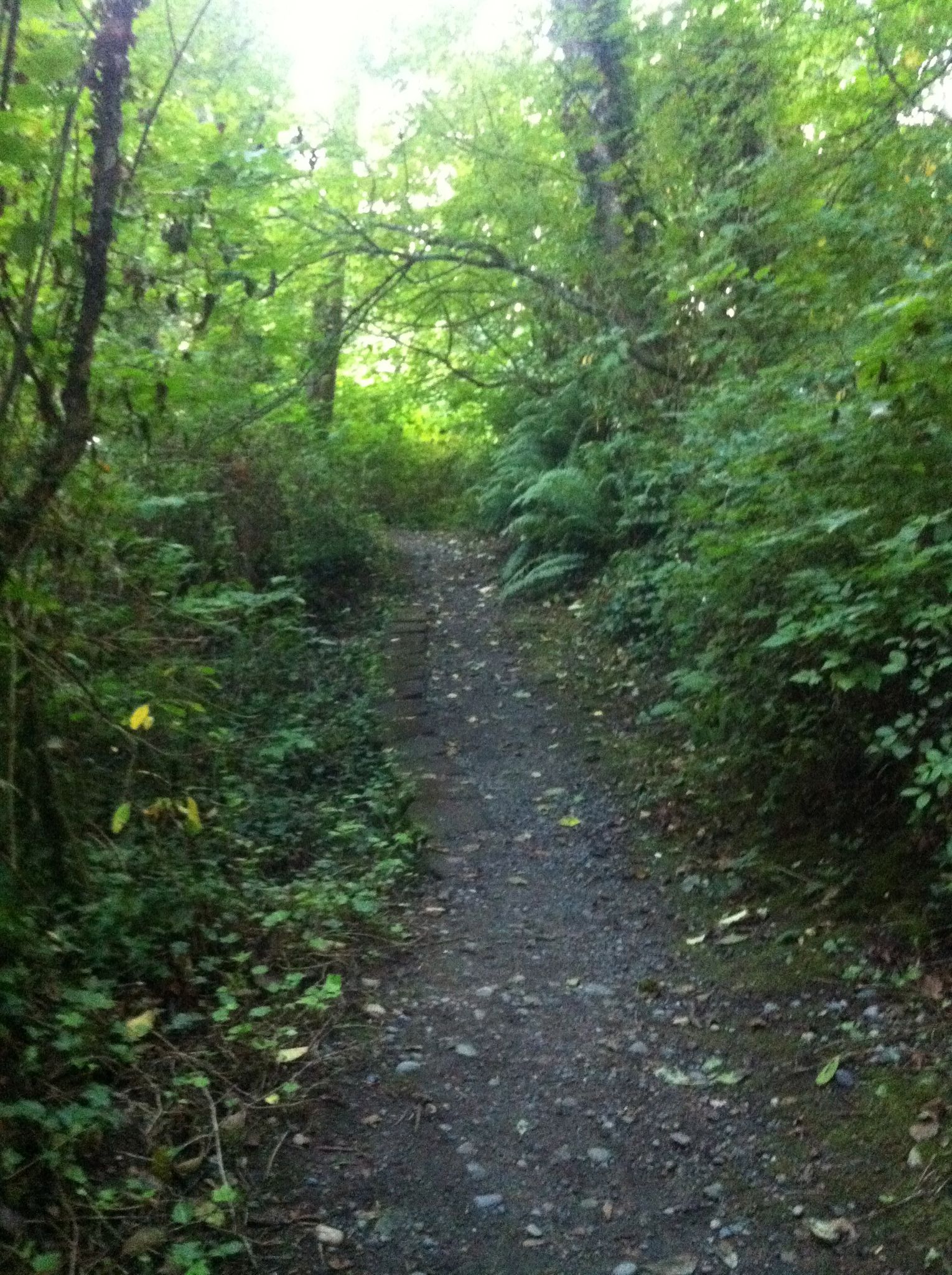 A narrow dirt path winding through a dense, green forest with bright light ahead. - North and South Rim Trail Loop