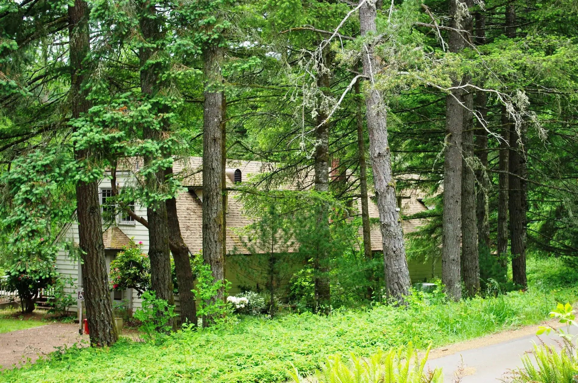A rustic house partially obscured by tall trees and green foliage.