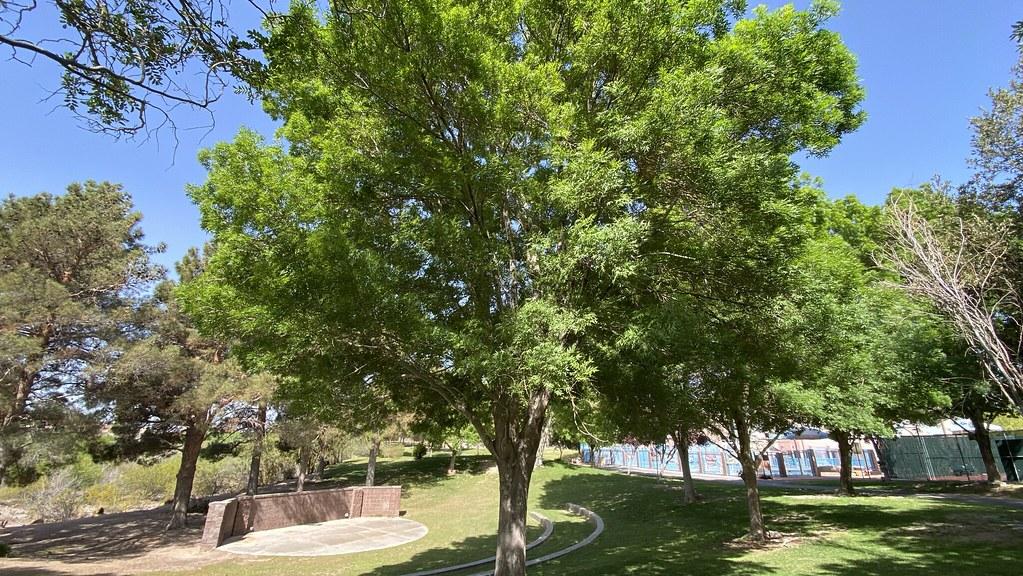 Lush green trees in a sunny park with grass and a concrete stage.