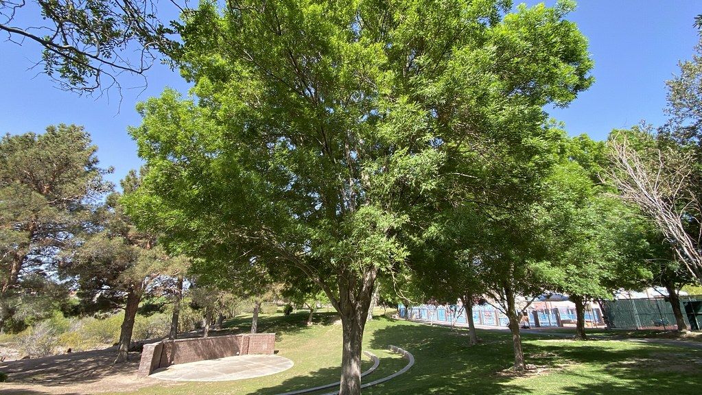 Lush green trees in a sunny park with grass and a concrete stage. - Harry Reid UPRR and Pittman Wash Trails Loop