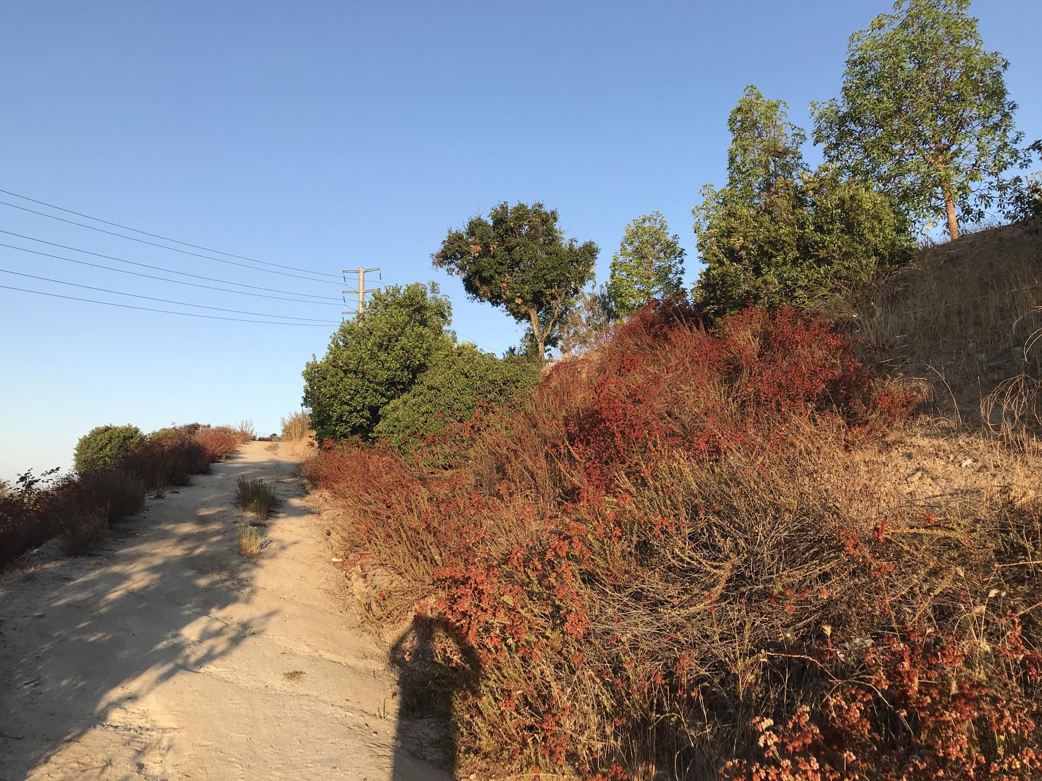 A dirt path with a person's shadow, dry bushes, and trees under a clear sky. - Serrano Creek Trail