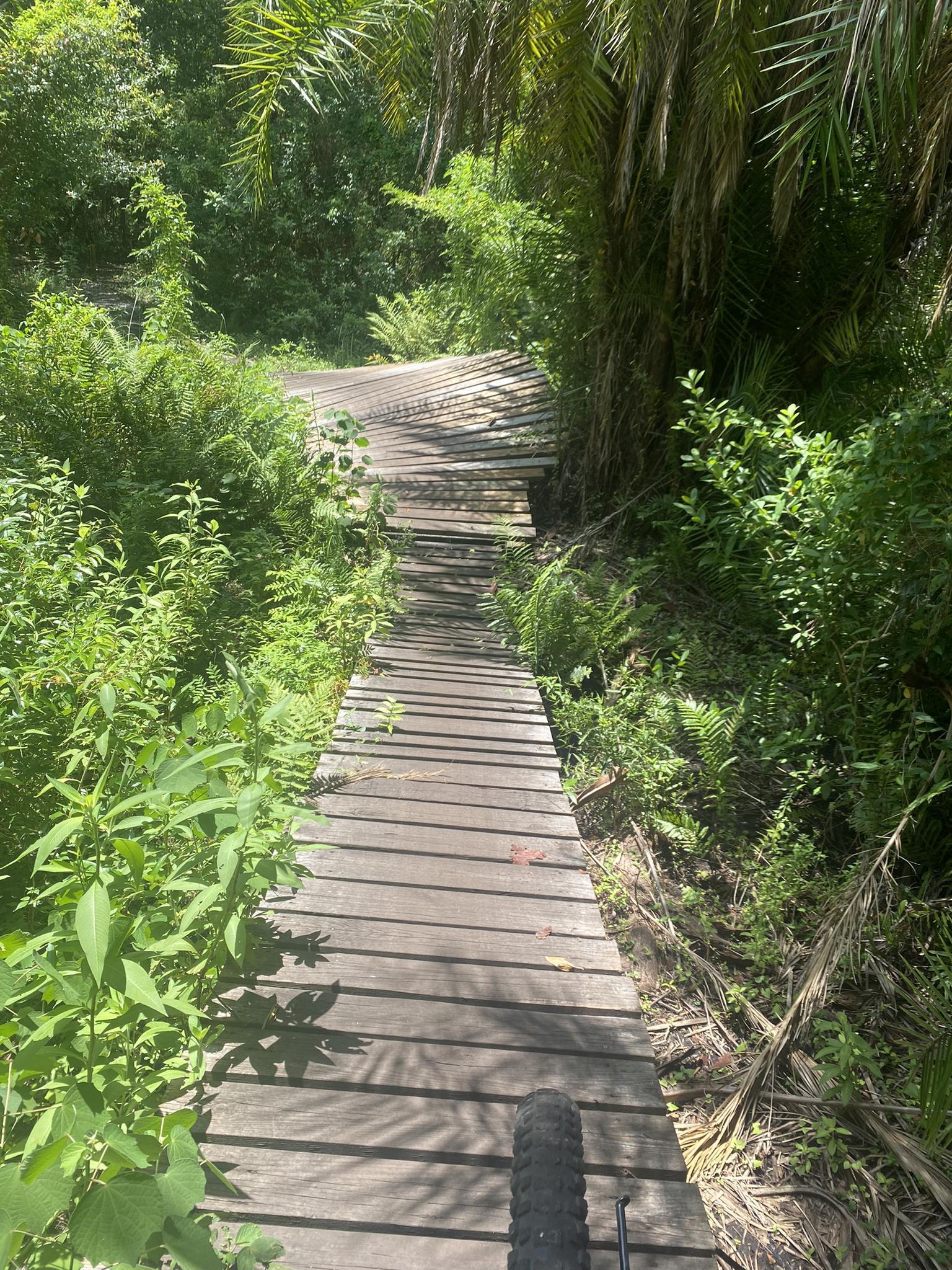 Bicycle tire on a winding wooden boardwalk through lush green sunlit vegetation.