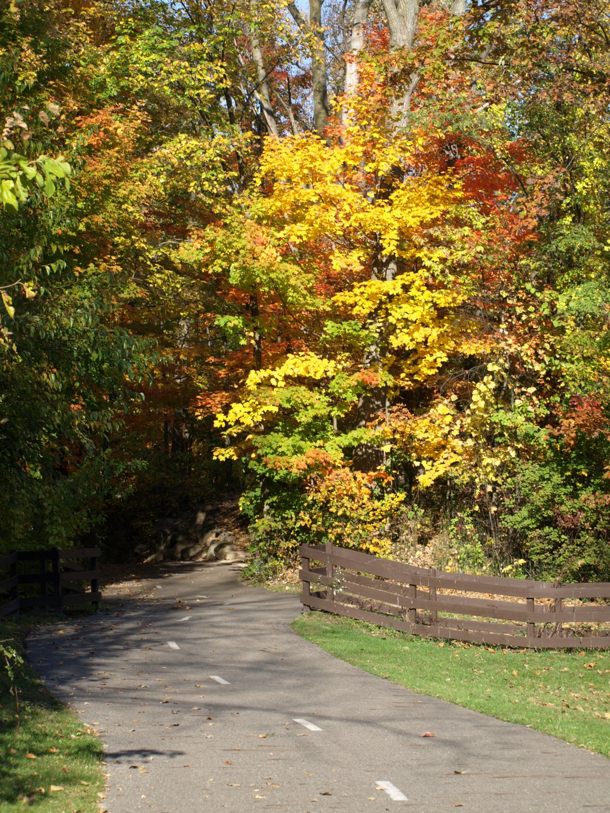 Paved path winding through a forest with bright yellow and orange autumn leaves.