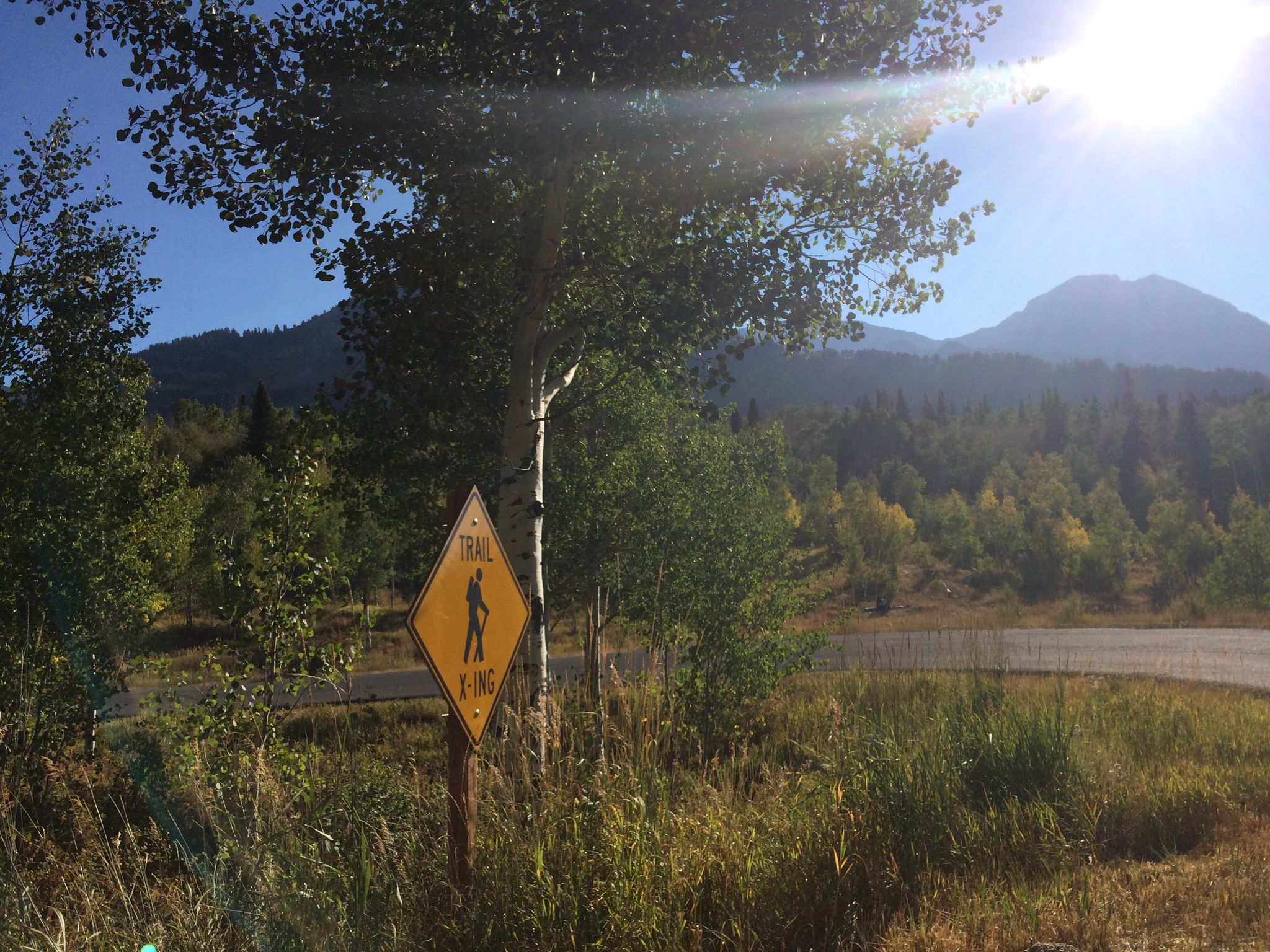 Yellow "Trail Crossing" sign by a road, with trees and sunny mountains. - Pine Hollow, Salamander Flats, Snow Gauge, and Ridge Trails Loop