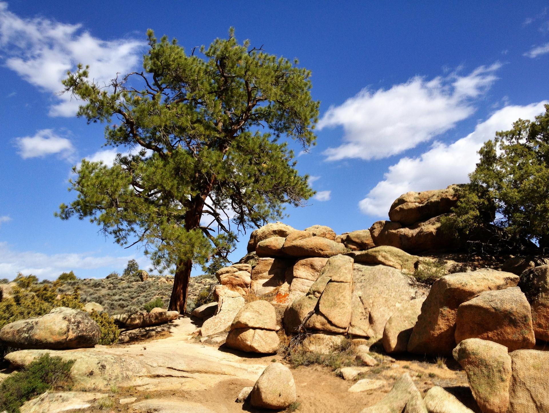 A large pine tree stands among sunlit rock formations under a bright blue sky.