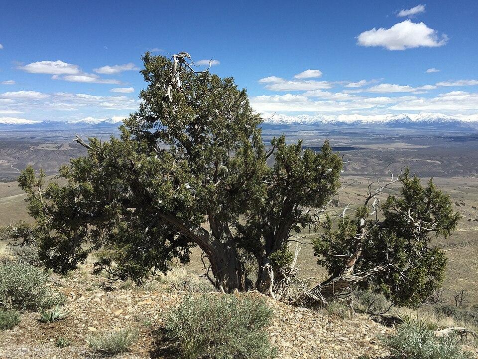Gnarled trees on a dry hill overlooking distant snow-capped mountains under blue sky.