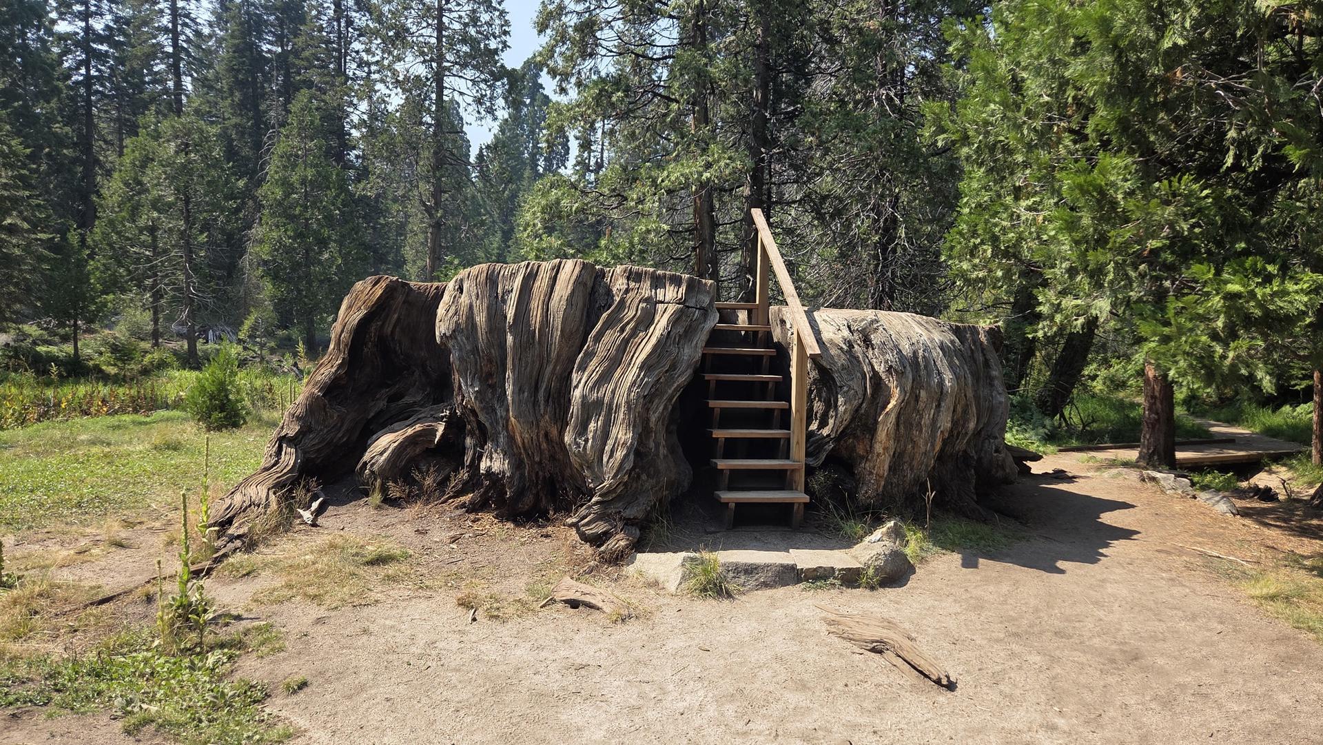 Huge hollowed-out tree stump with wooden stairs in a forest.