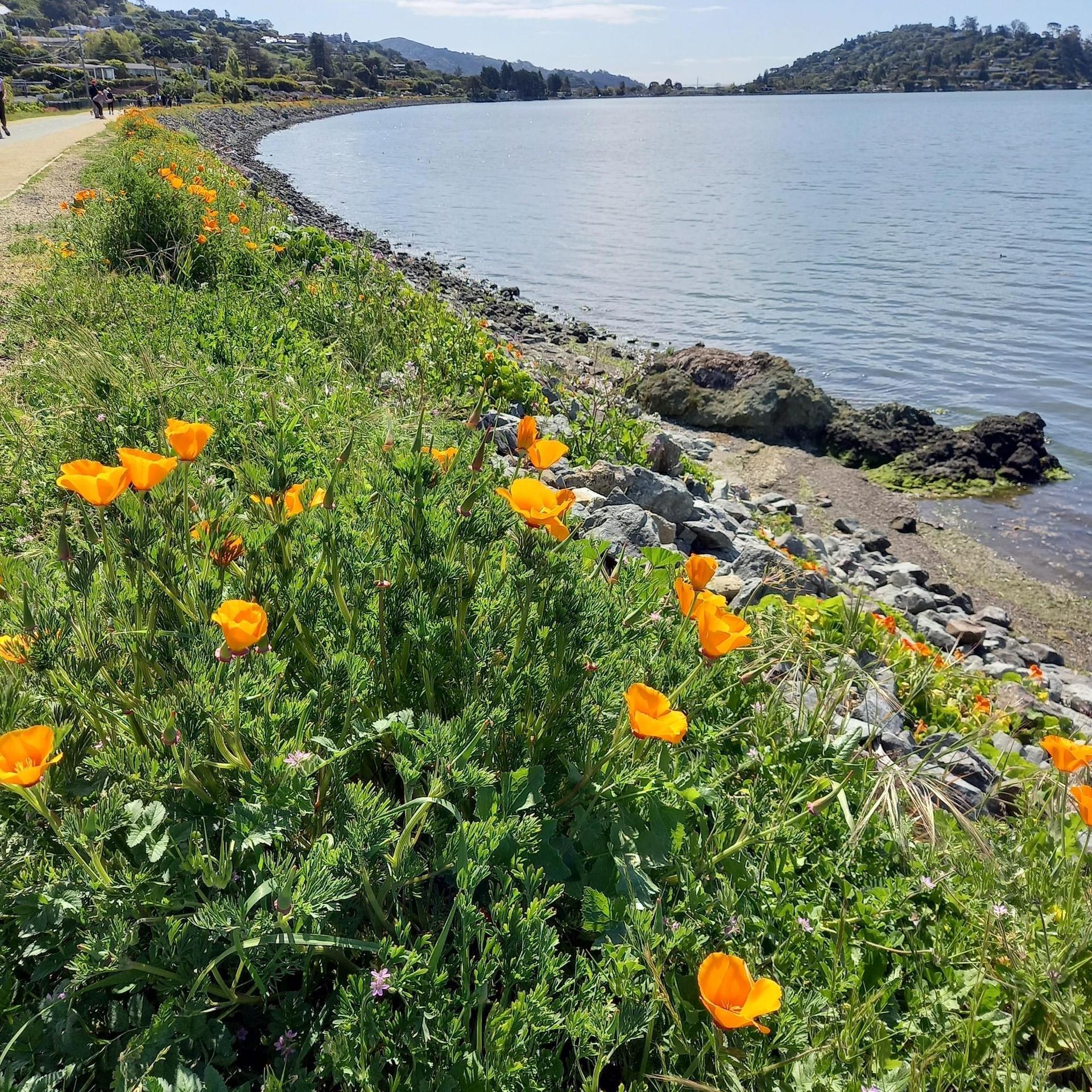 Vibrant orange flowers line a rocky shore next to calm water and a walking path.