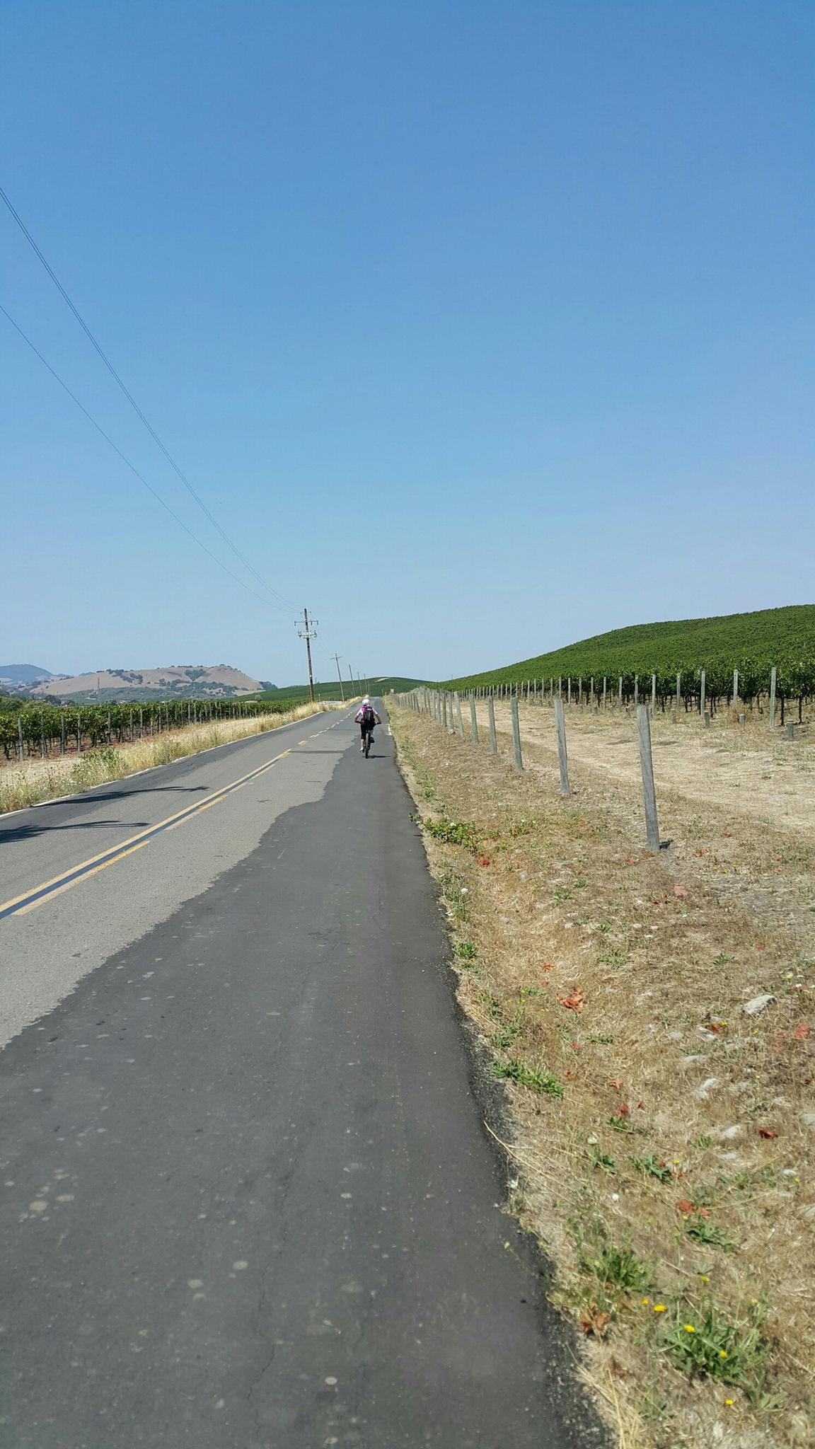 A person cycling on a paved path alongside a vineyard under a clear sky.