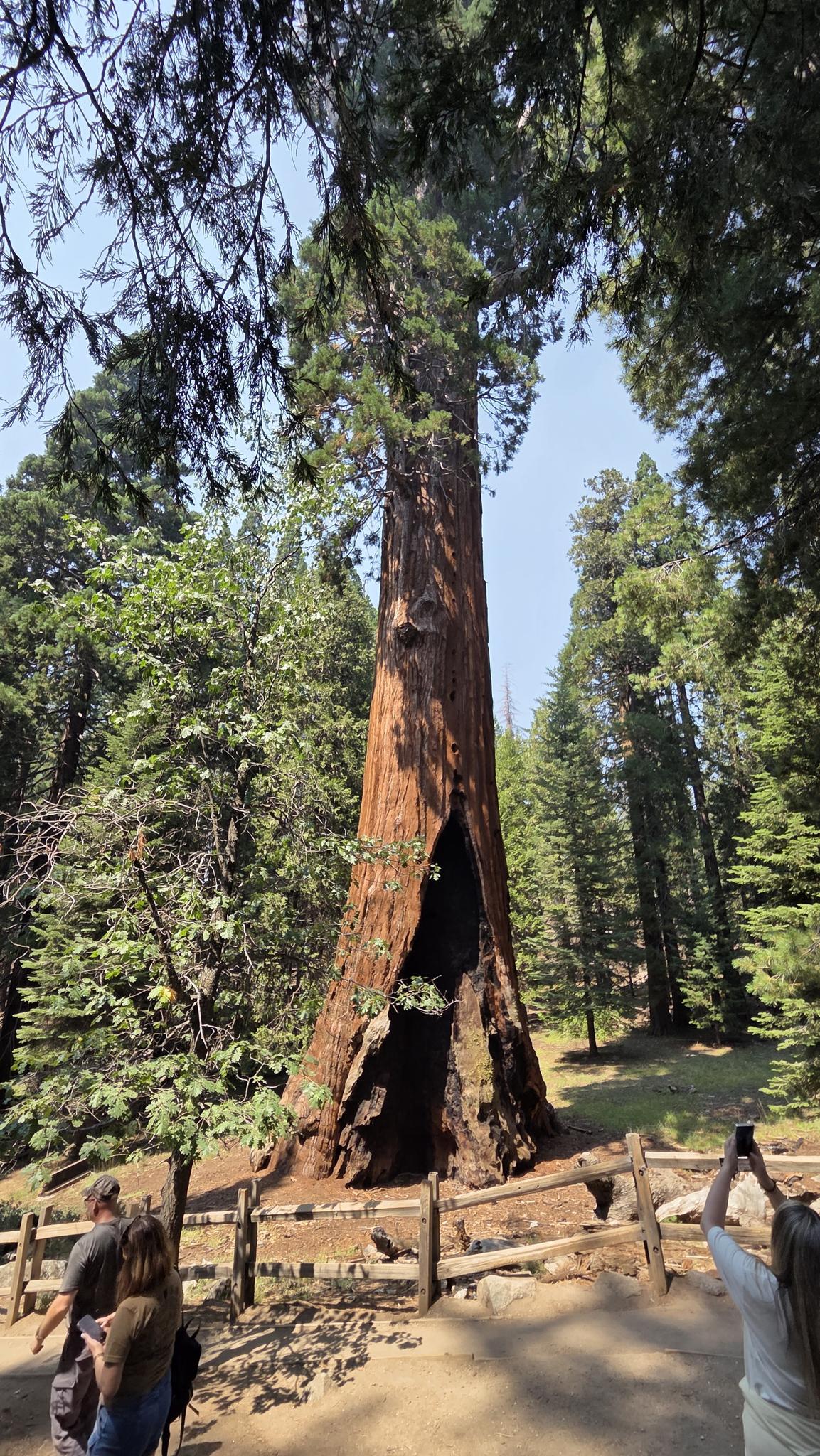 People stand near a giant tree with a large burned-out hollow at its base.