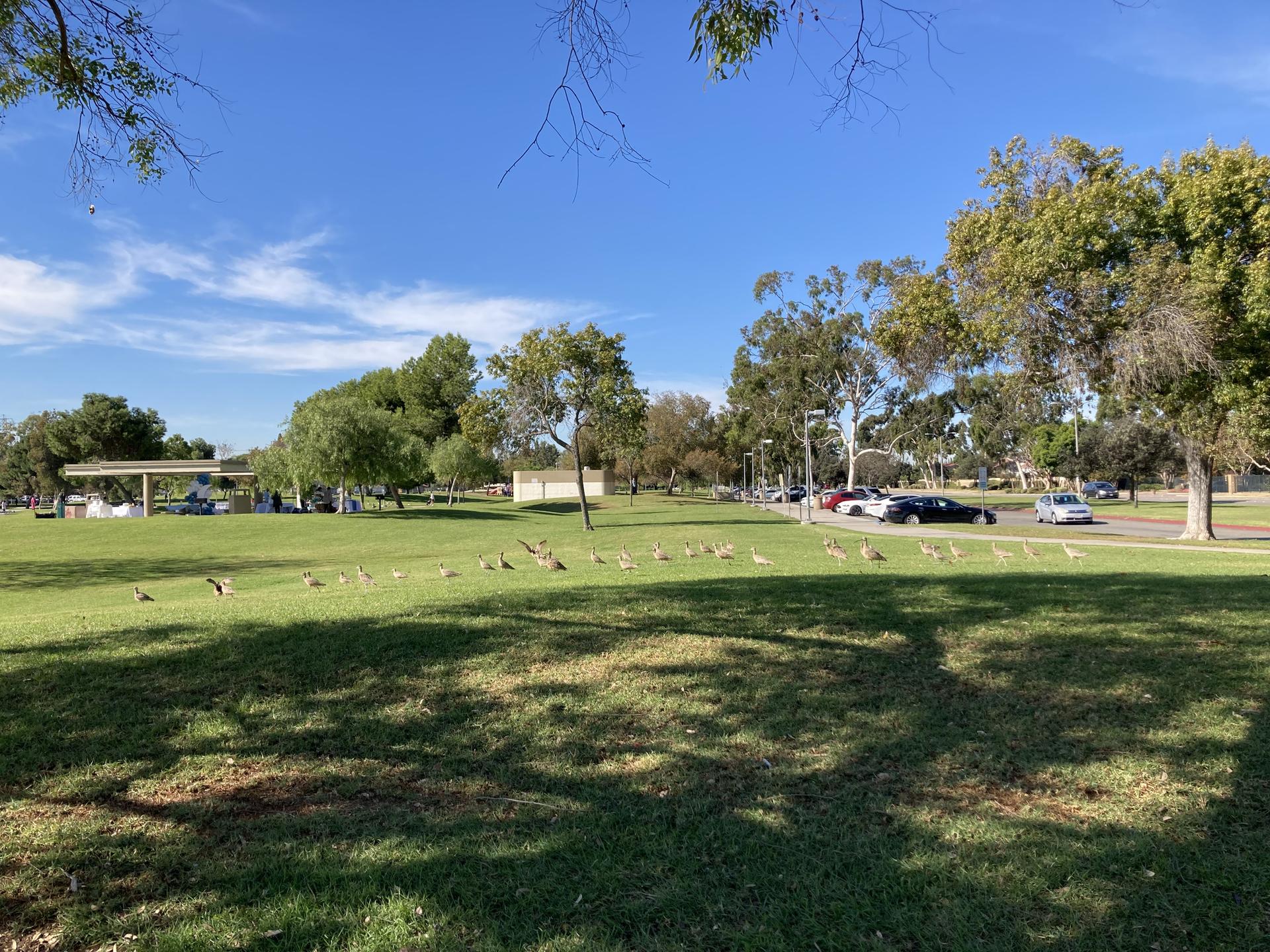 Bright park scene with geese on grass, trees, and cars on a road.