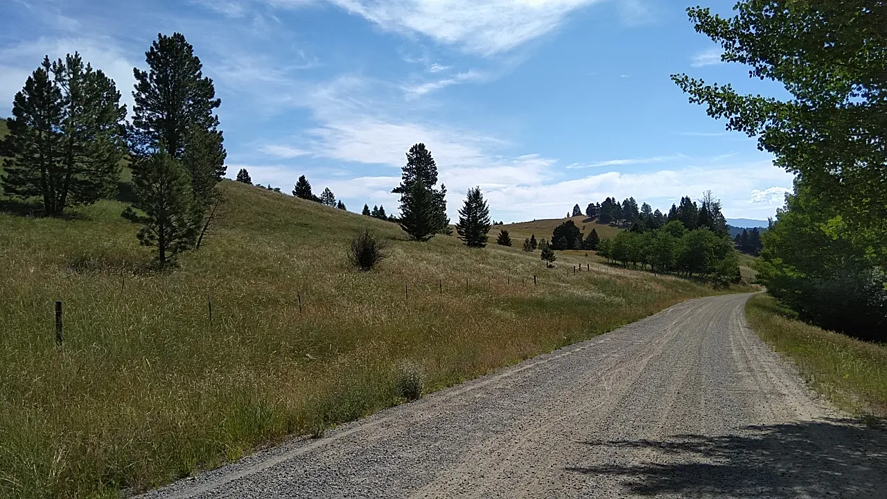Gravel road winding through sunny, grassy hills with scattered pine trees.