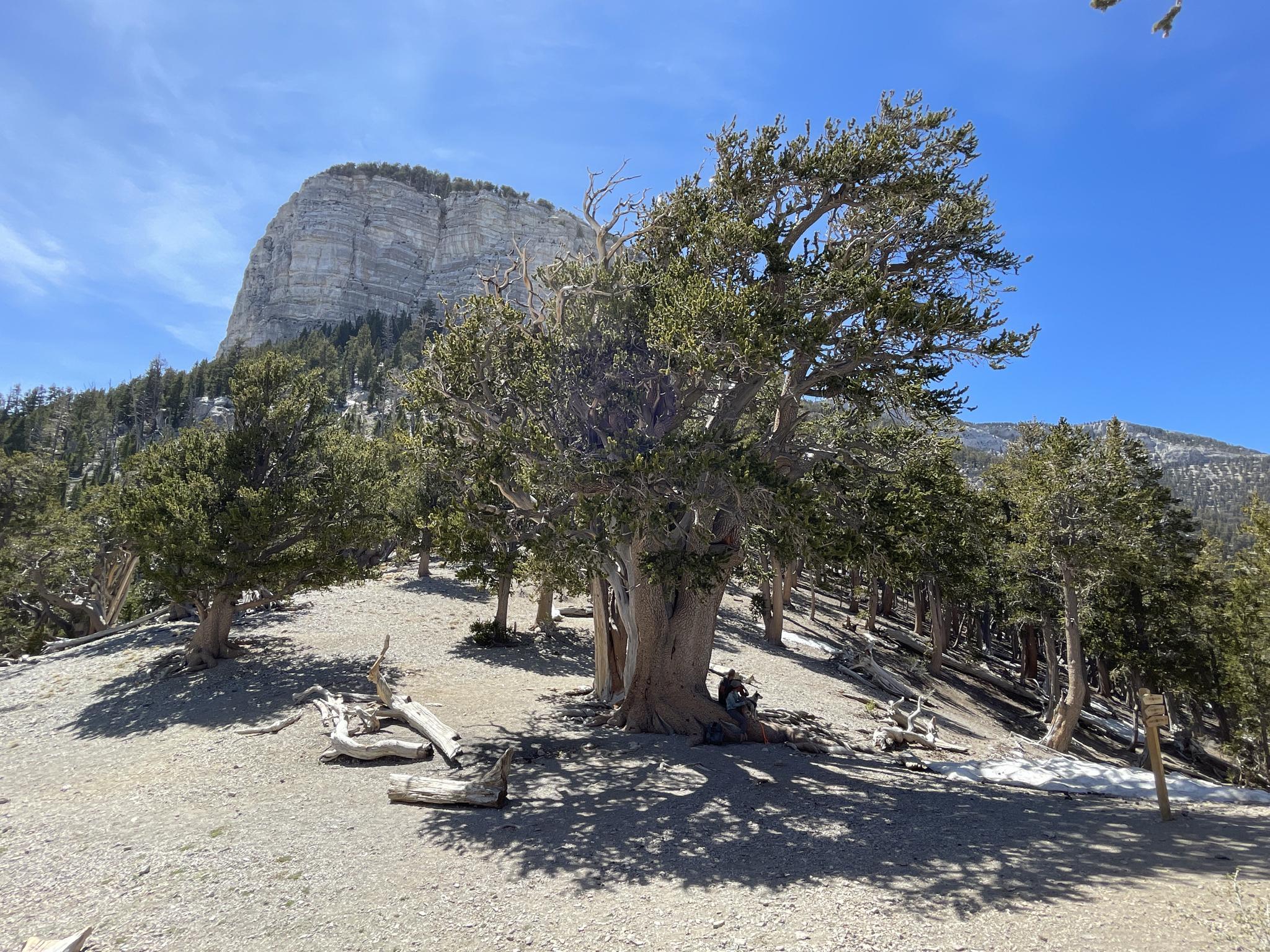 A person rests under a large, ancient tree on a sunny, rocky hillside.