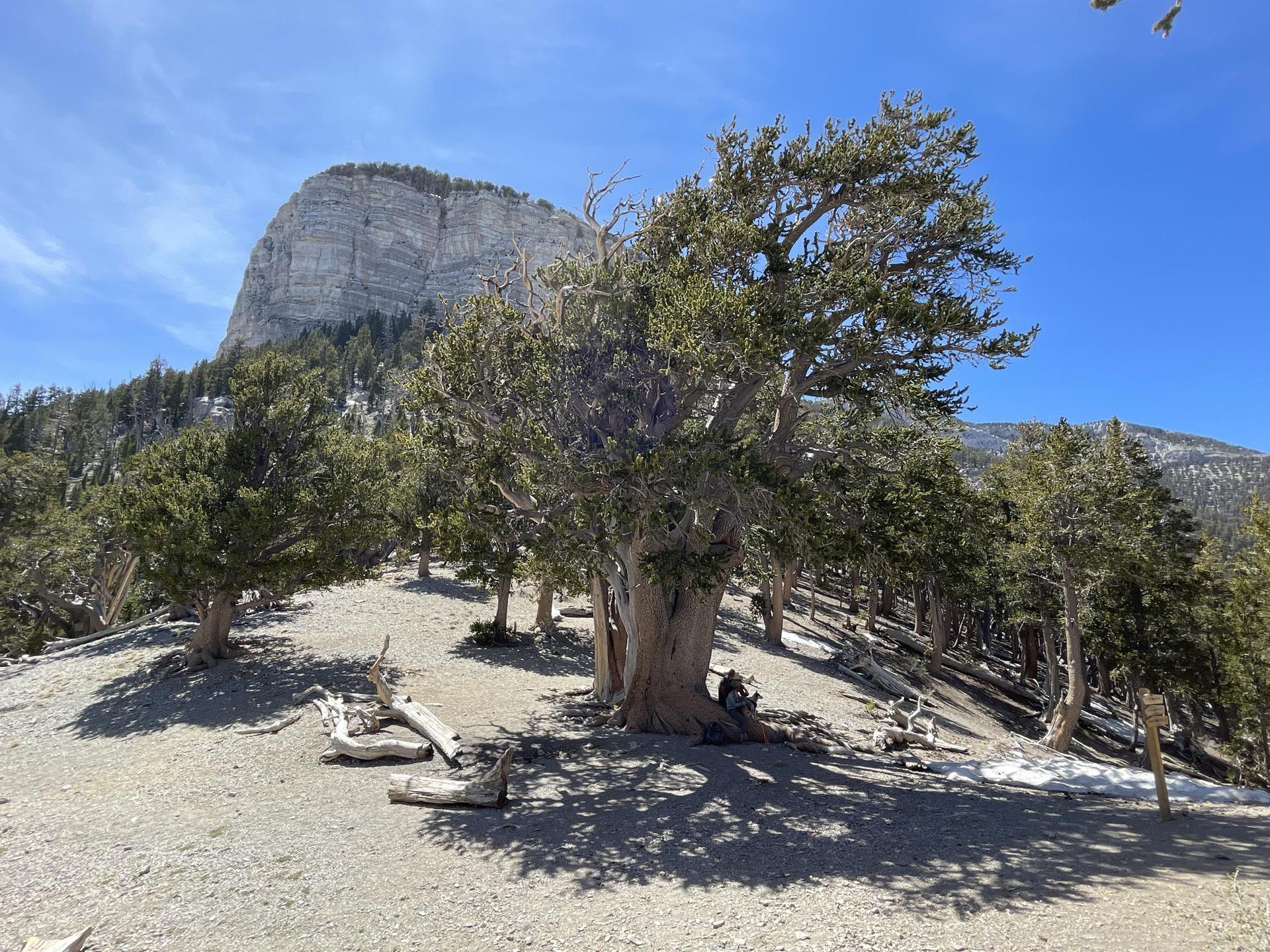 A person rests under a large, ancient tree on a sunny, rocky hillside.