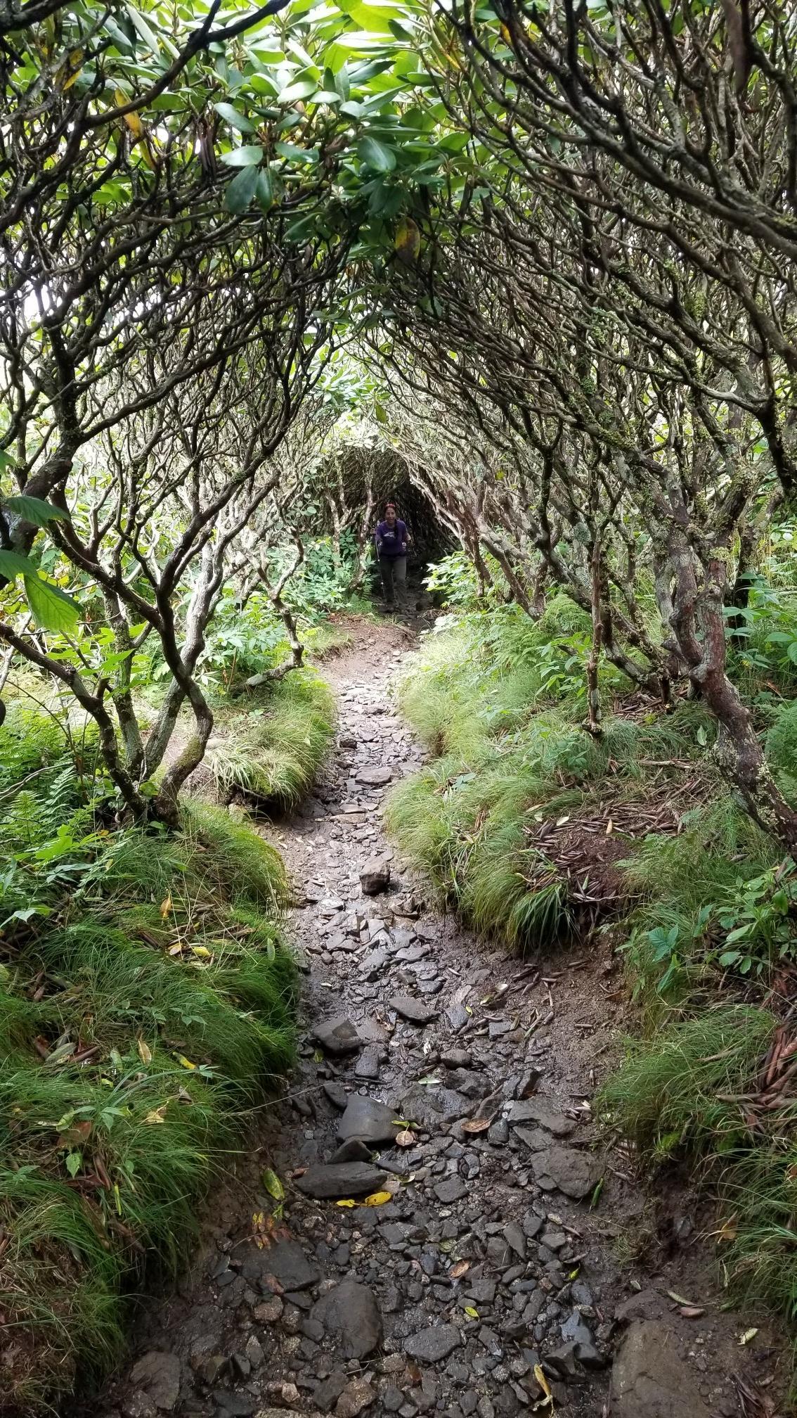 A rocky forest path forms a tunnel of gnarled trees, person visible.