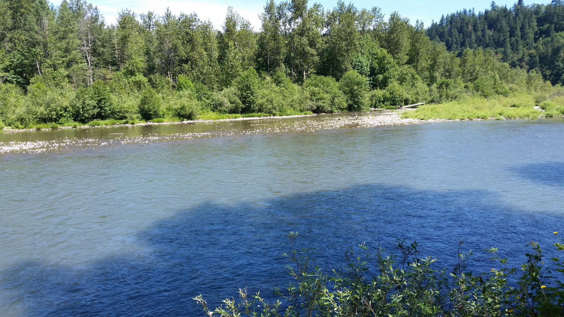 Sunny river flowing past dense green forests and gravel banks.