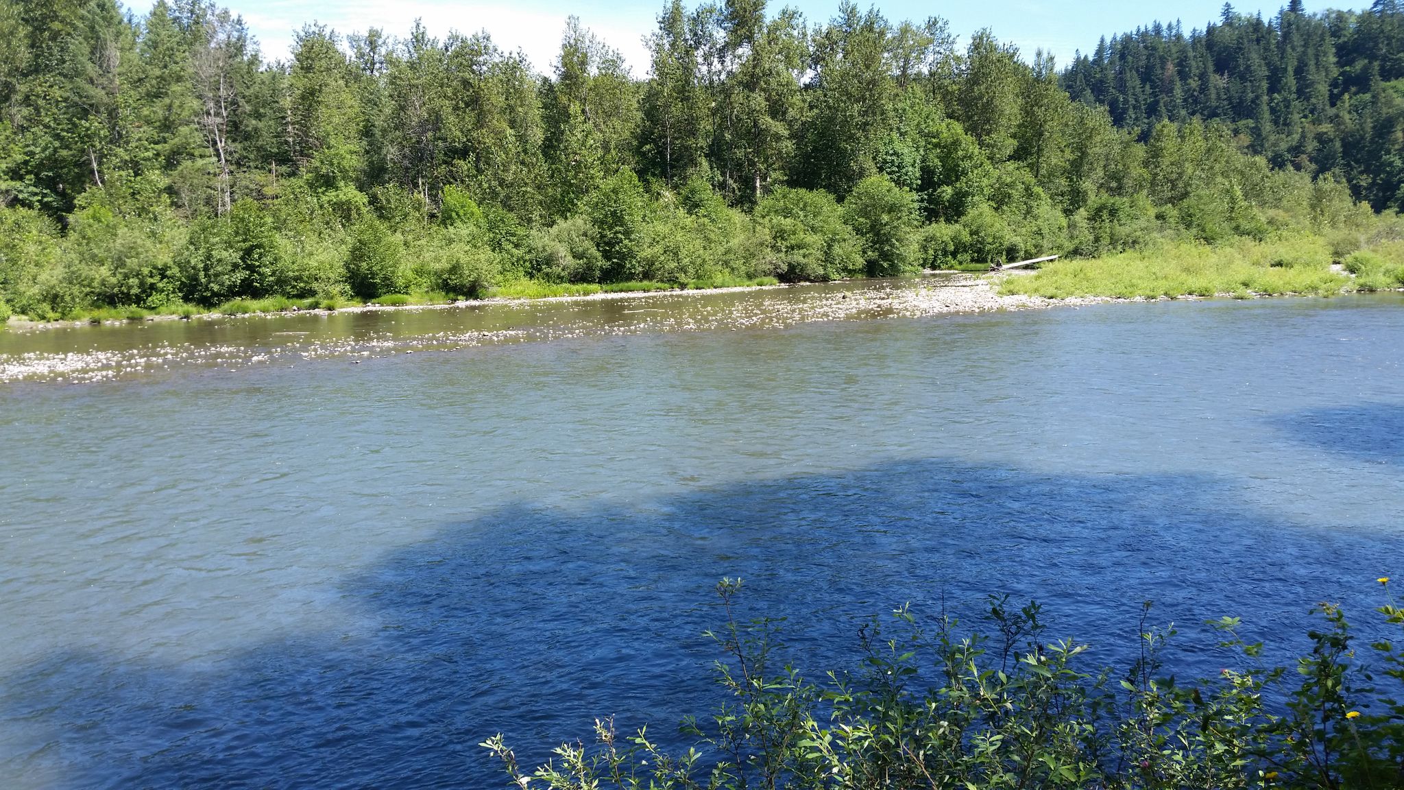Sunny river flowing past dense green forests and gravel banks. - Oxbow Regional Park loop