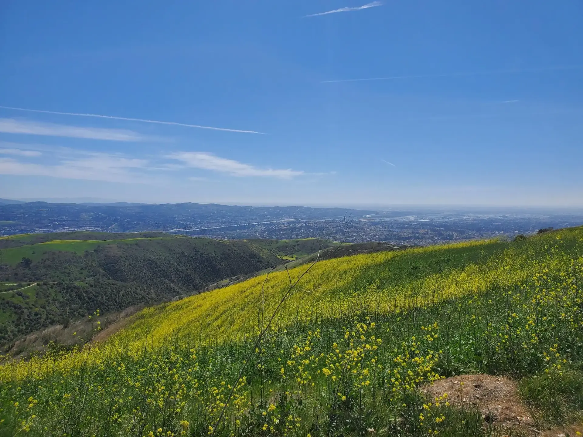 Sunny view of green hills with yellow wildflowers overlooking a distant city.
