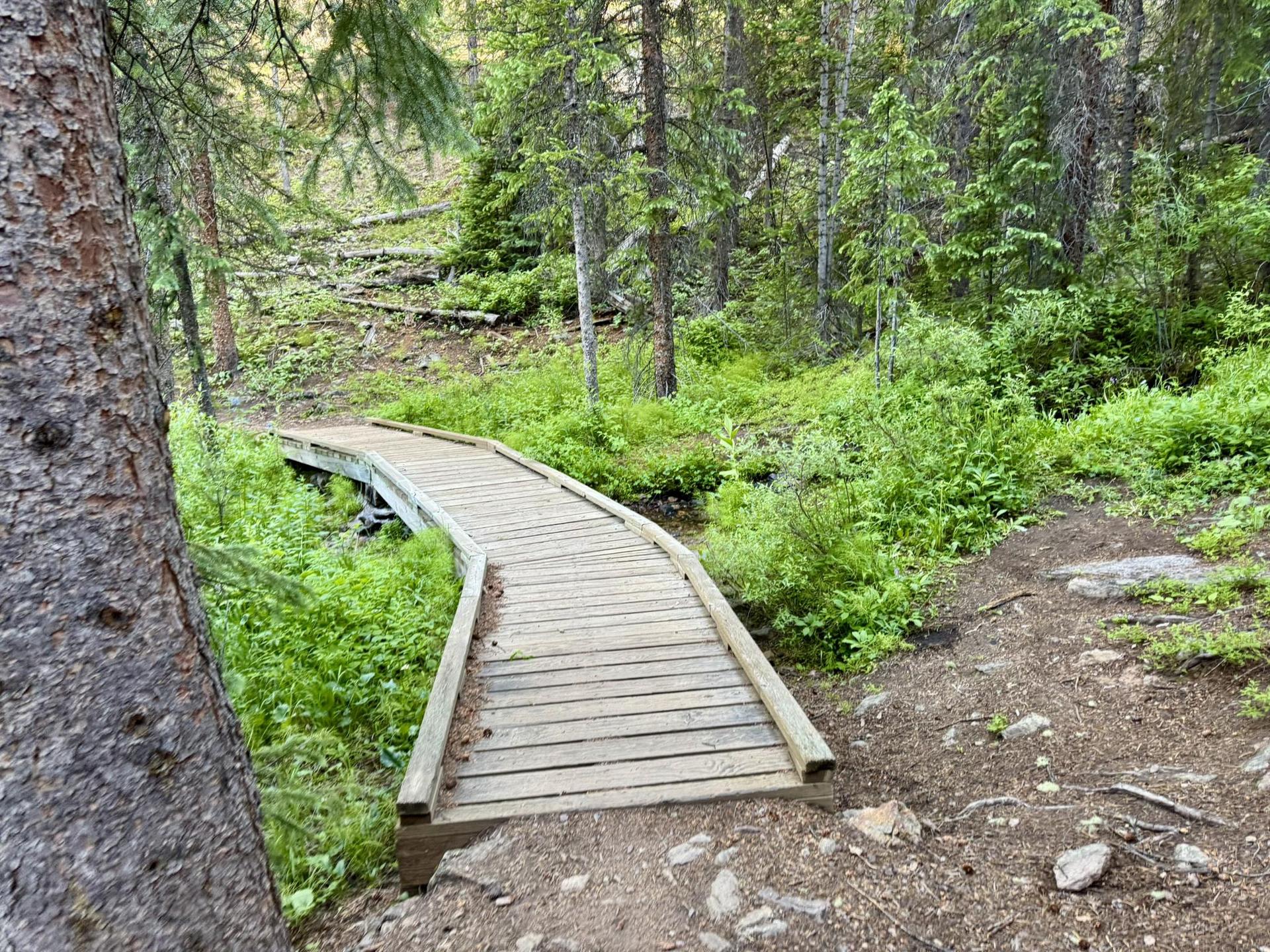Wooden boardwalk winds through a lush green forest on a shaded path.