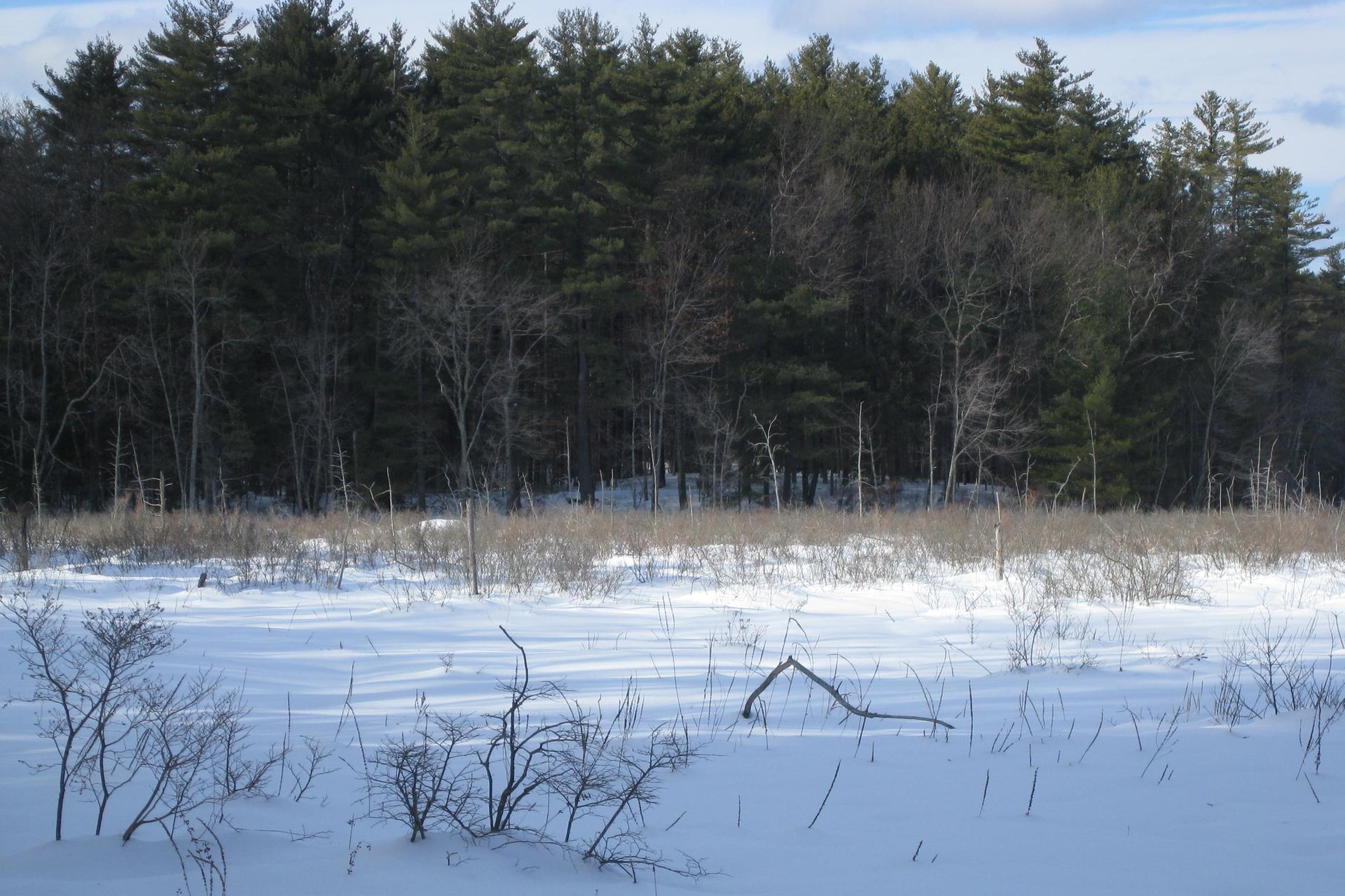 Winter landscape with snow-covered field, bare trees, and dark evergreen forest under daylight.