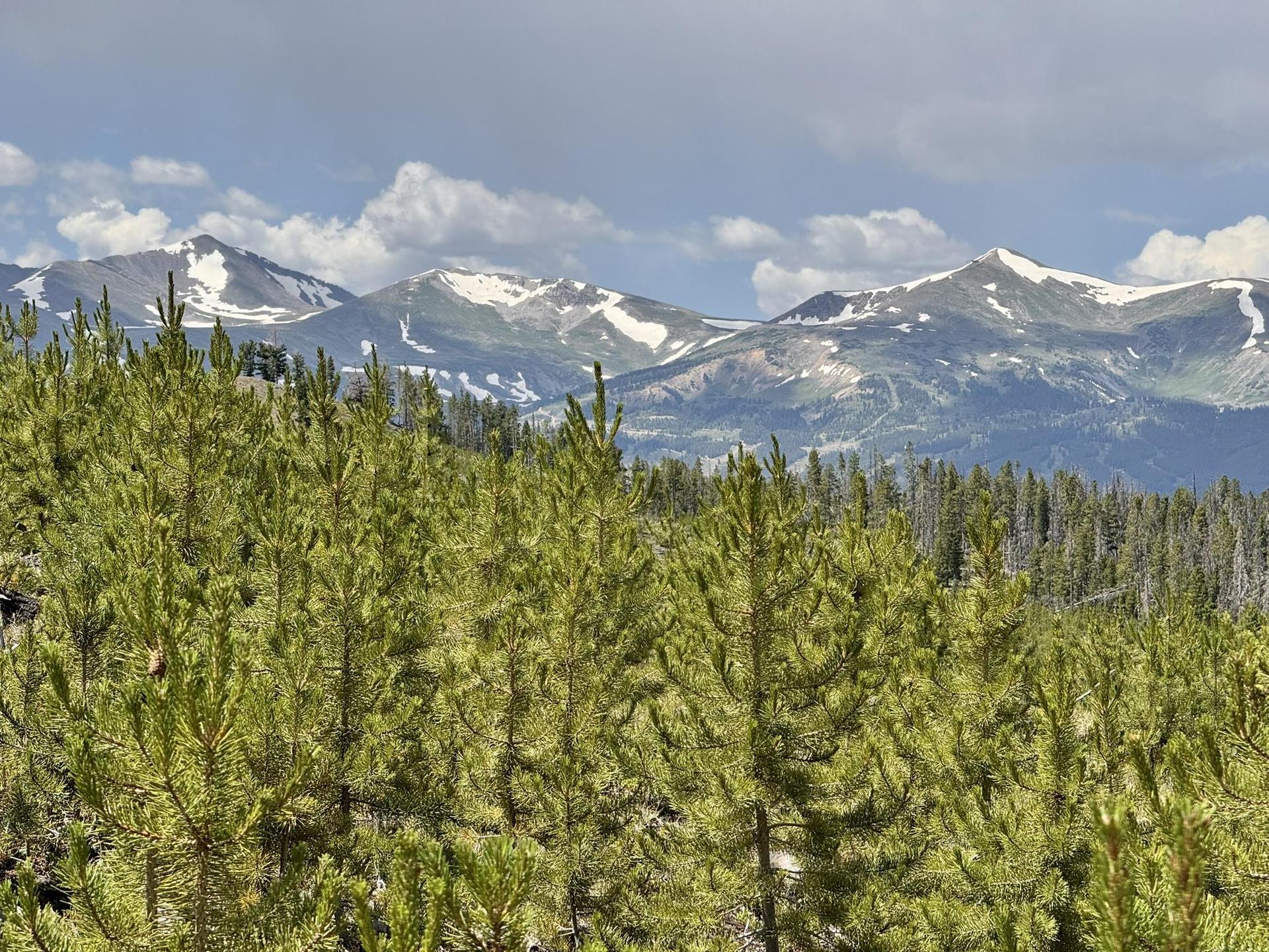 Green pine trees in foreground, with snow-capped mountains under cloudy sky.