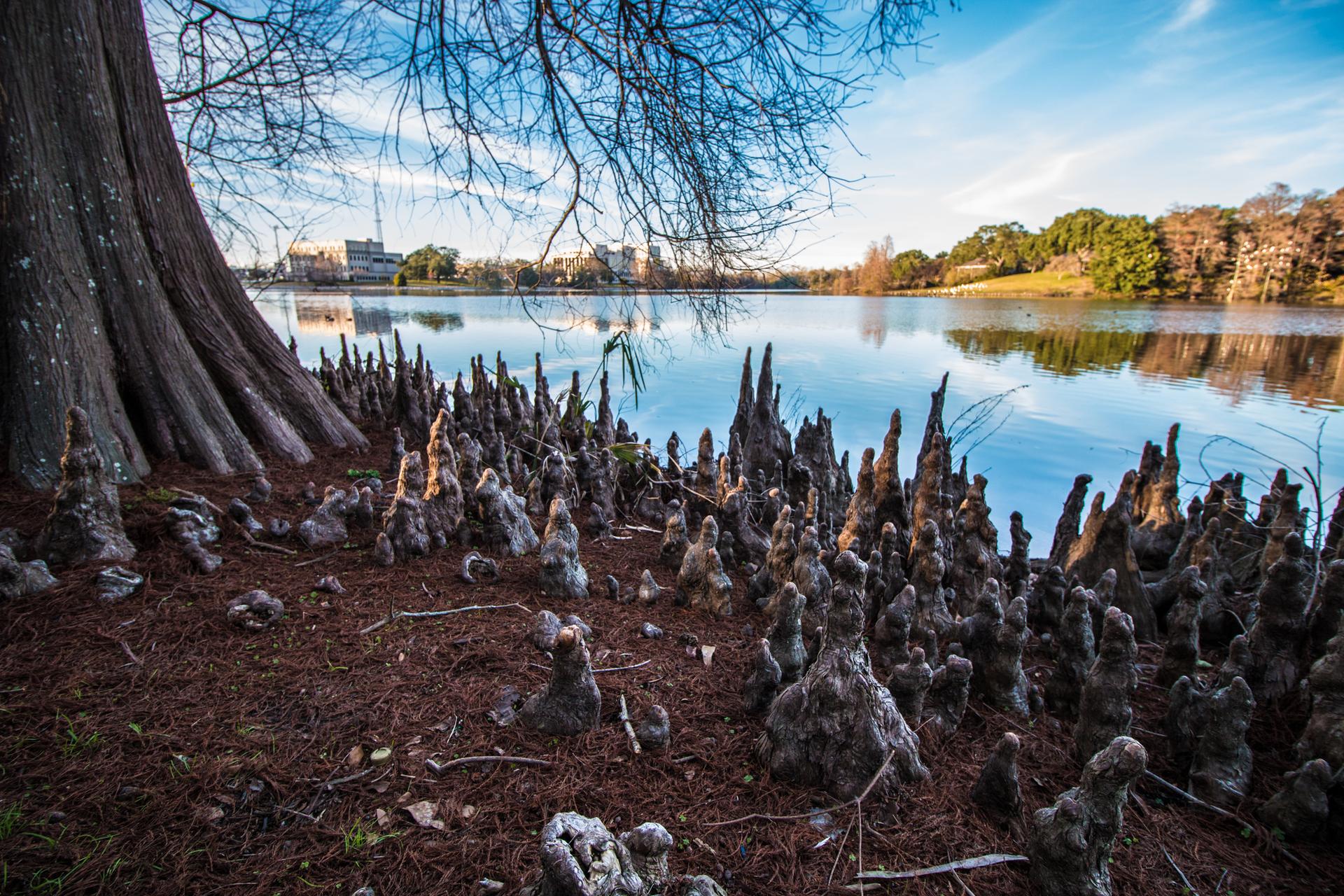 Cypress tree roots line a calm lake shore under a bright blue sky.
