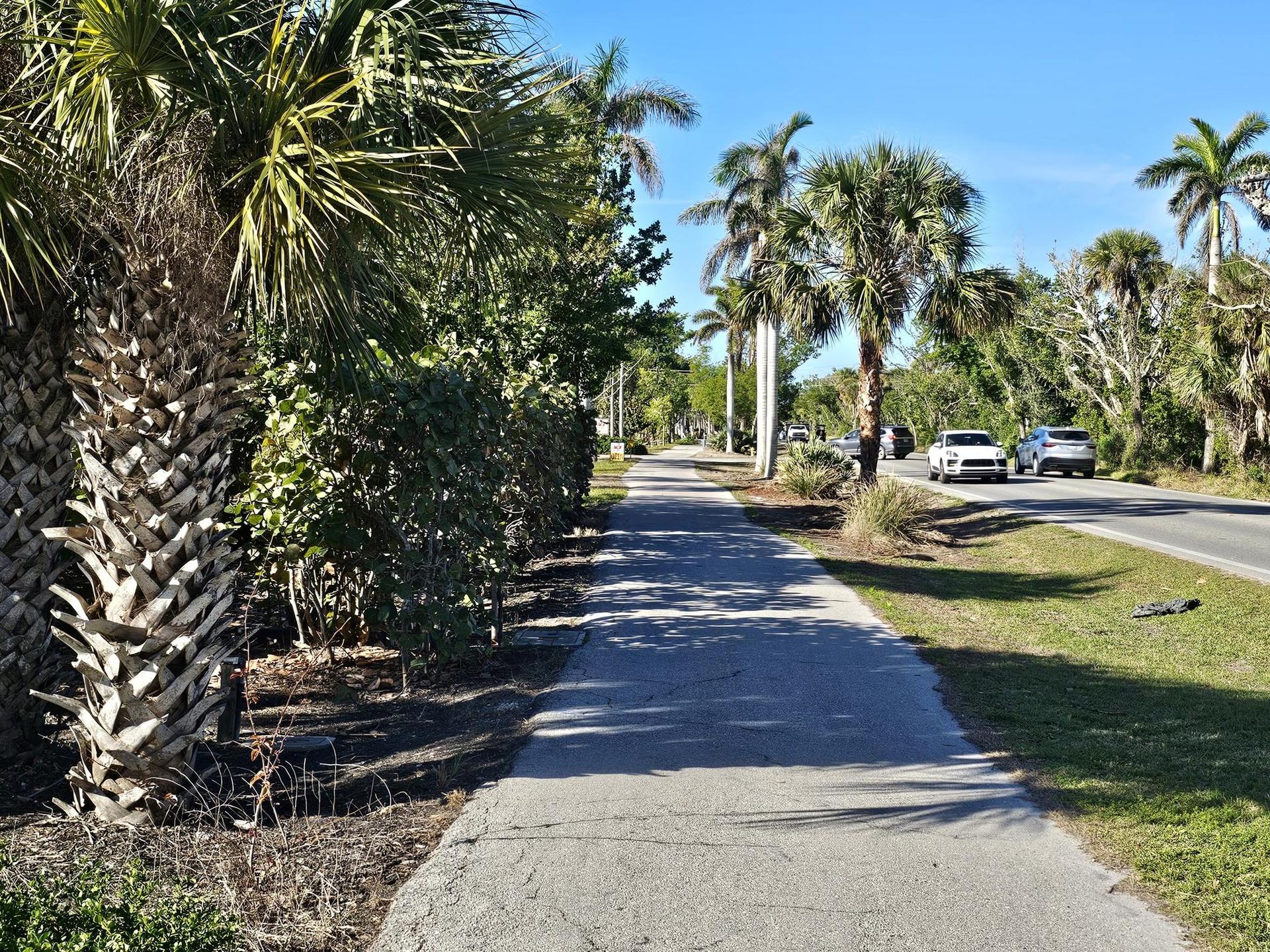 Paved path alongside a road with palm trees and distant cars.